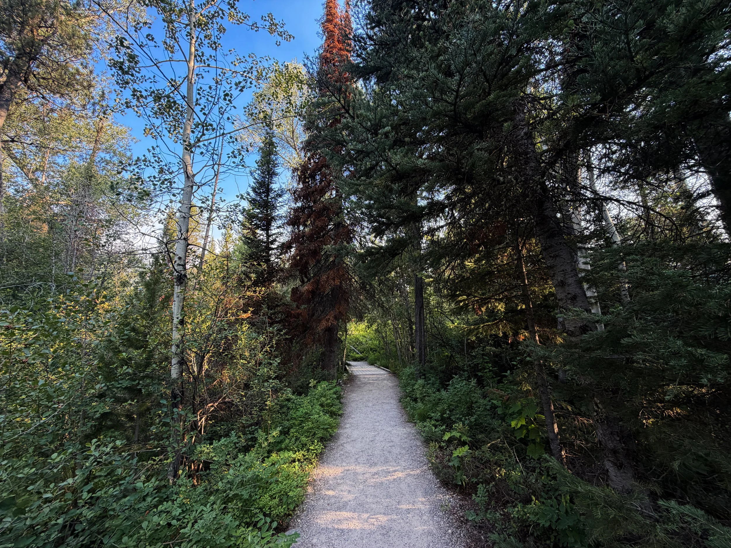 Aspen Ridge Trail Grand Teton National Park Wyoming