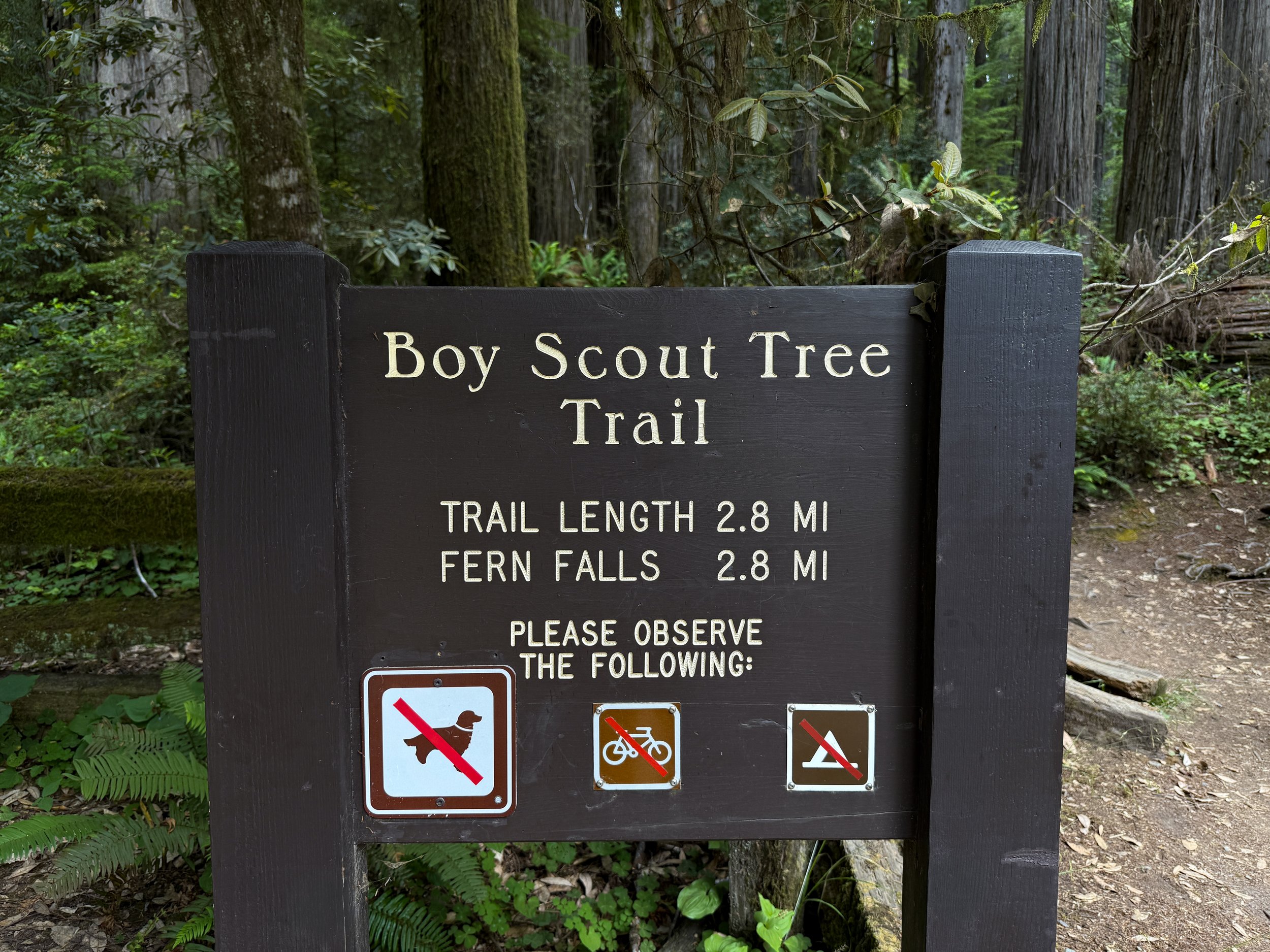 Boy Scout Tree Trailhead Jedediah Smith Redwoods State Park California