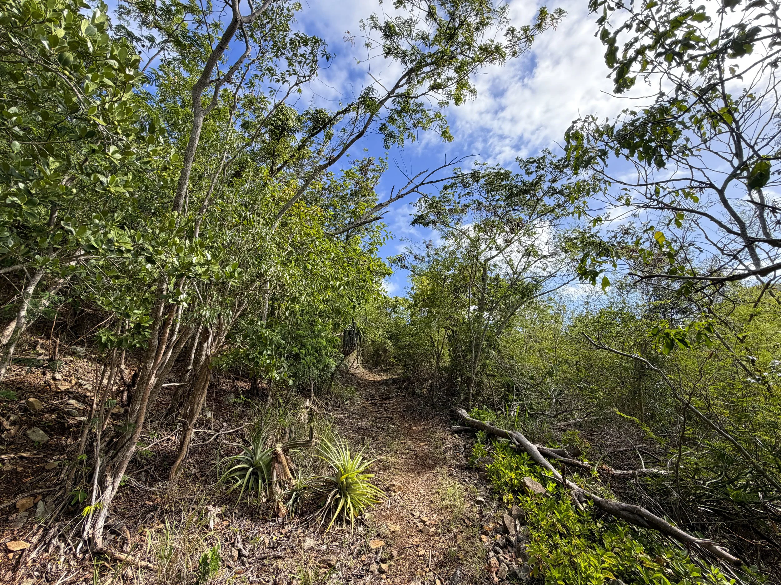 Bordeaux Mountain Trail Virgin Islands National Park