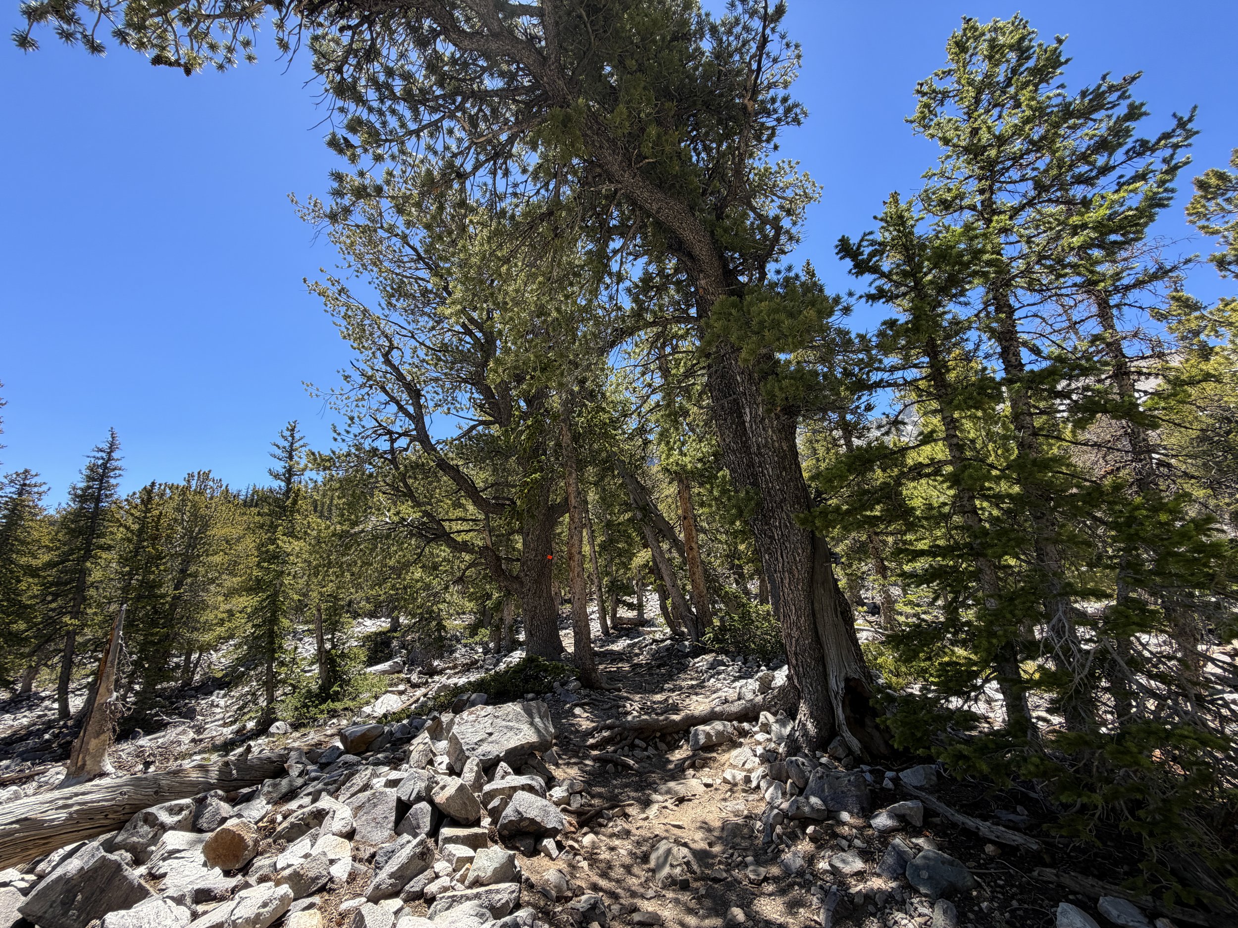 Bristlecone Hike Great Basin National Park Nevada