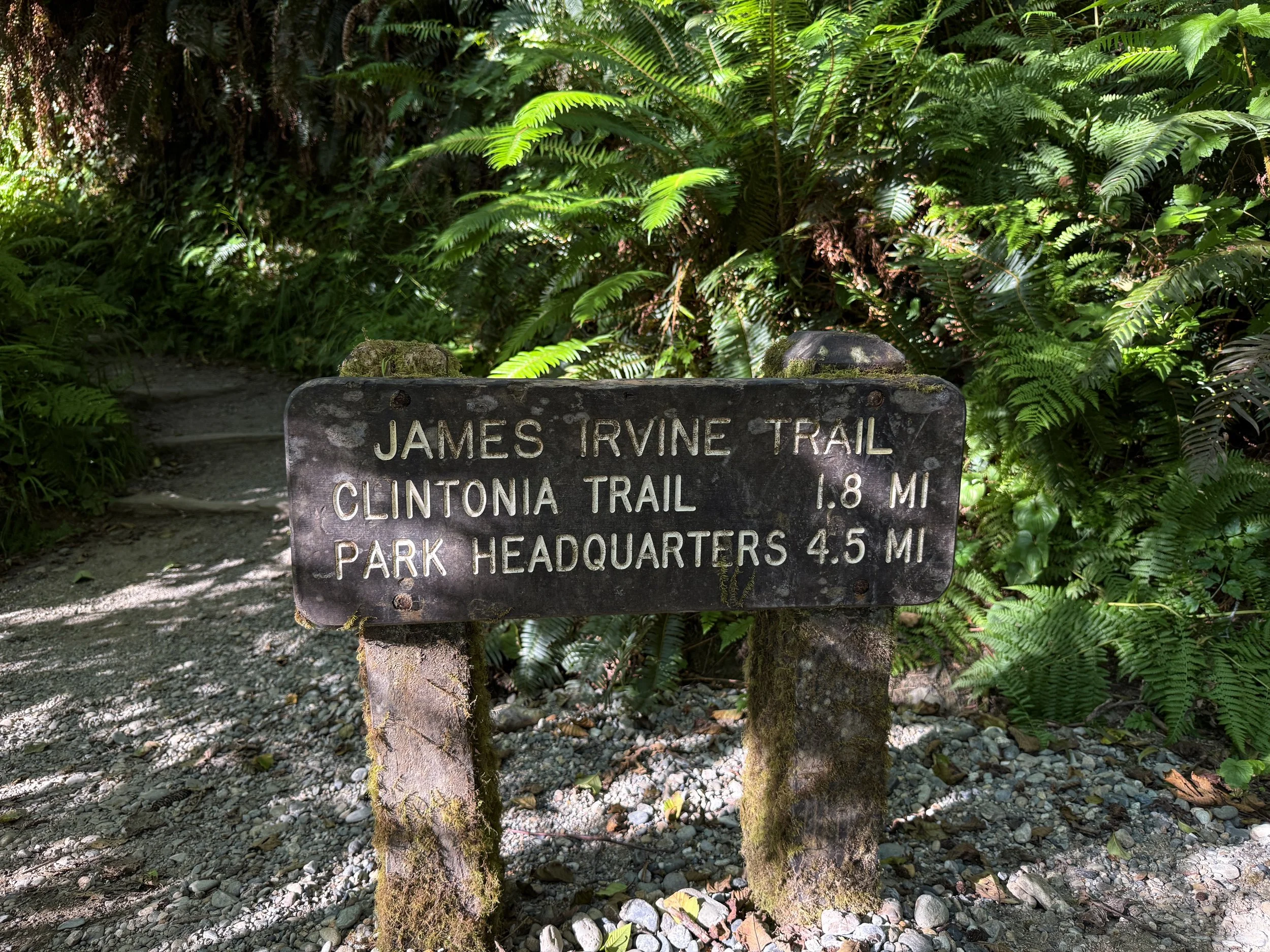 Fern Canyon Loop Trail Prairie Creek Redwoods State Park California