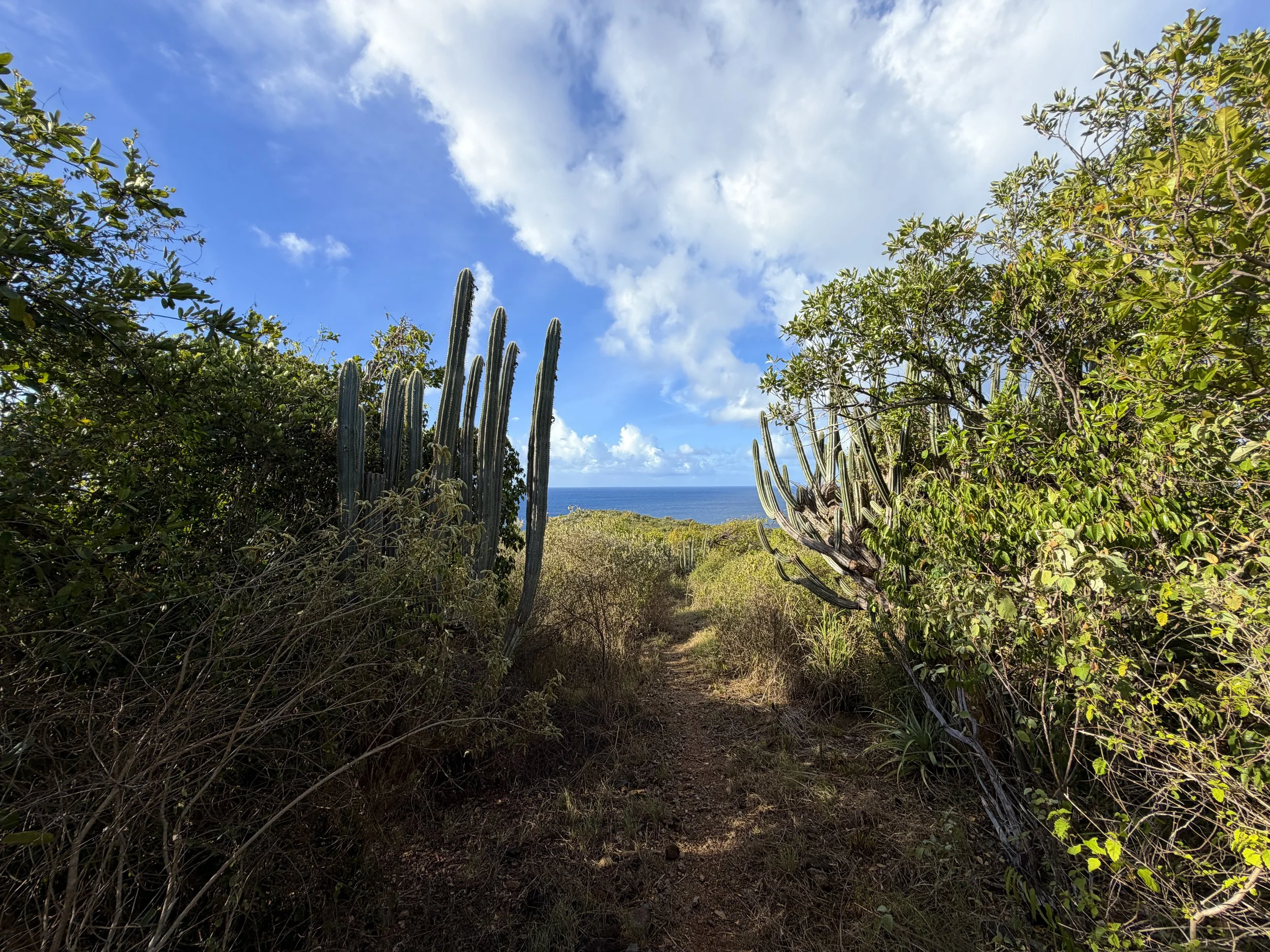 Cabritte Horn Trail Virgin Islands National Park
