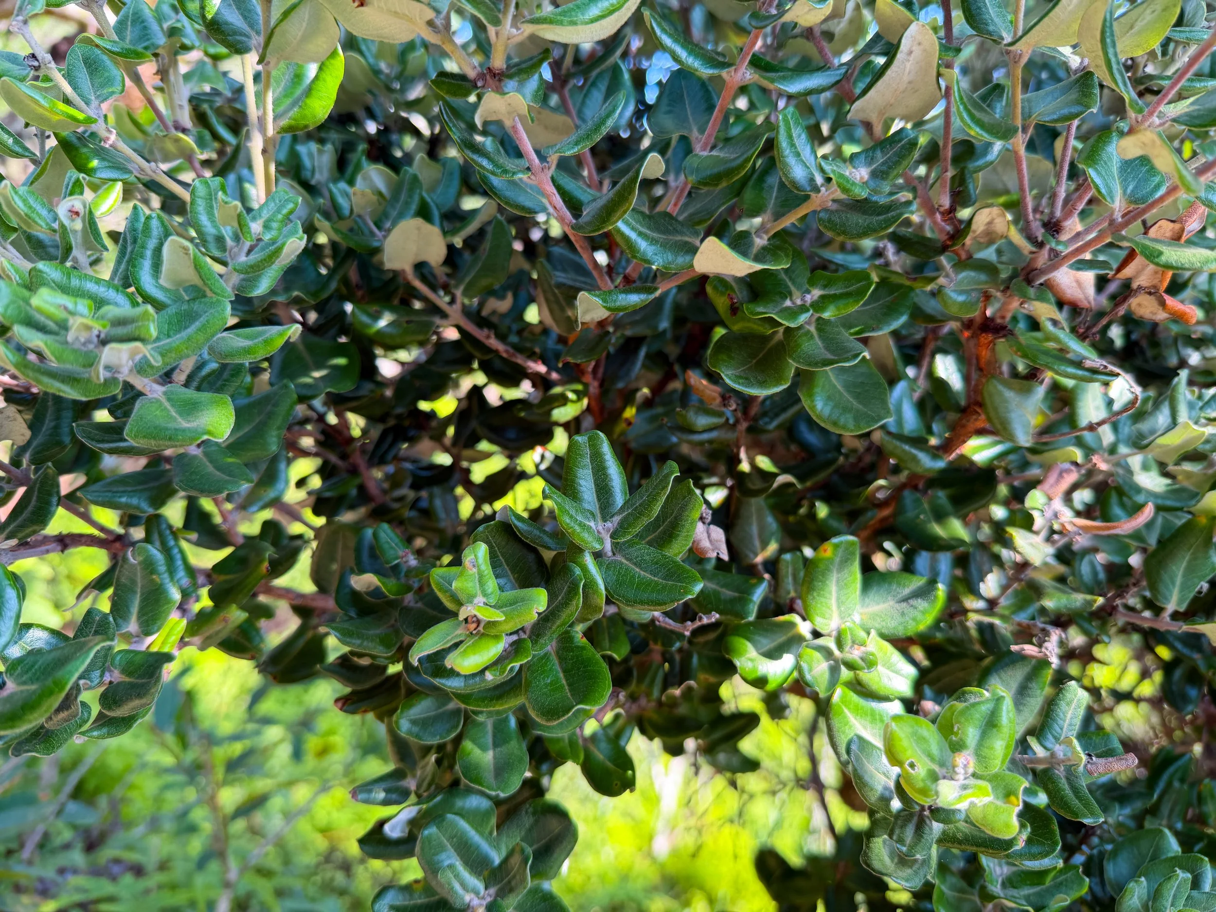 Ohia lehua Metrosideros polymorpha