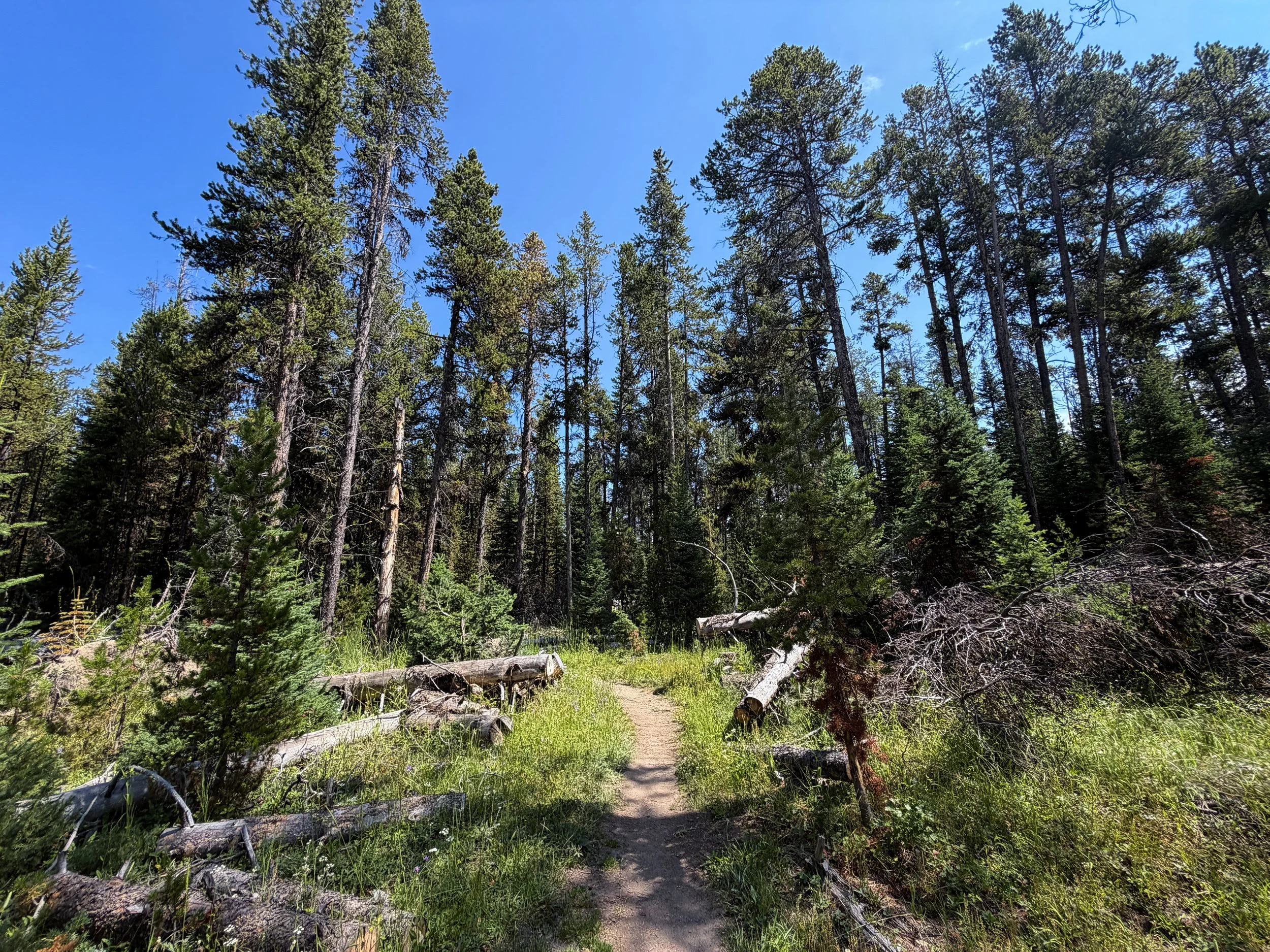 Storm Point Trail Yellowstone National Park Wyoming