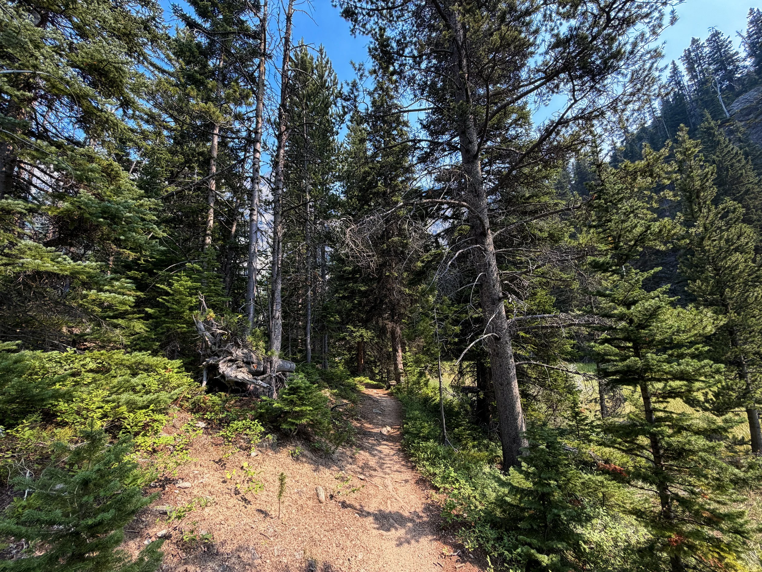 Beaten Path Trail Beartooth Mountains Montana