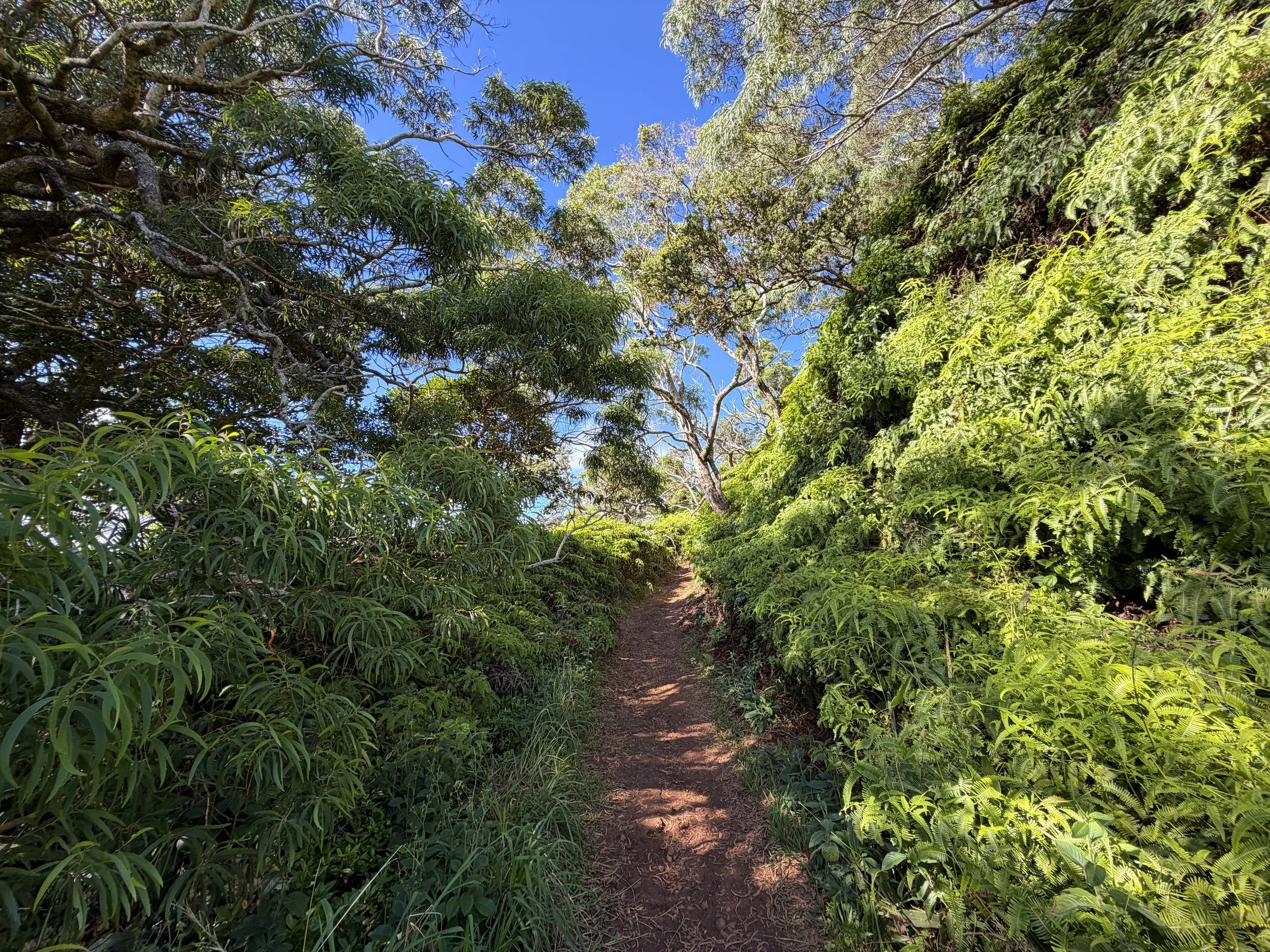 Wiliwilinui Ridge Trail Oahu Hawaii