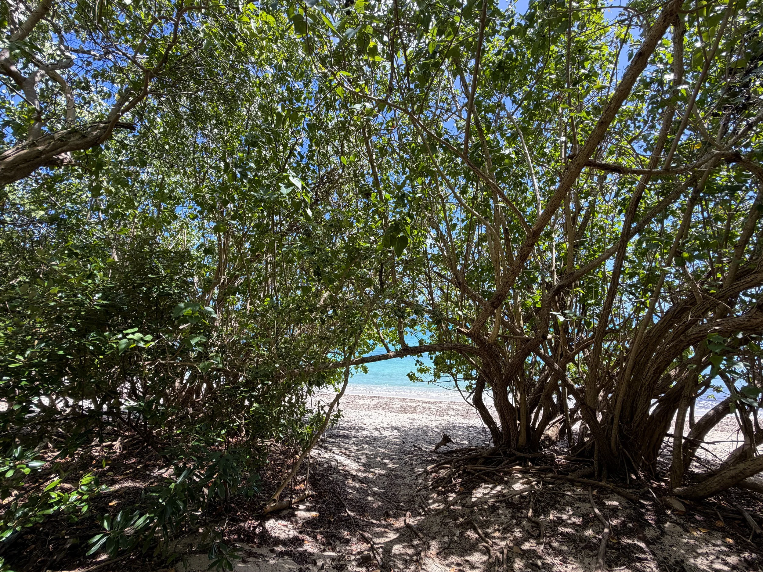 Genti Bay L'Esperance Trail Virgin Islands National Park