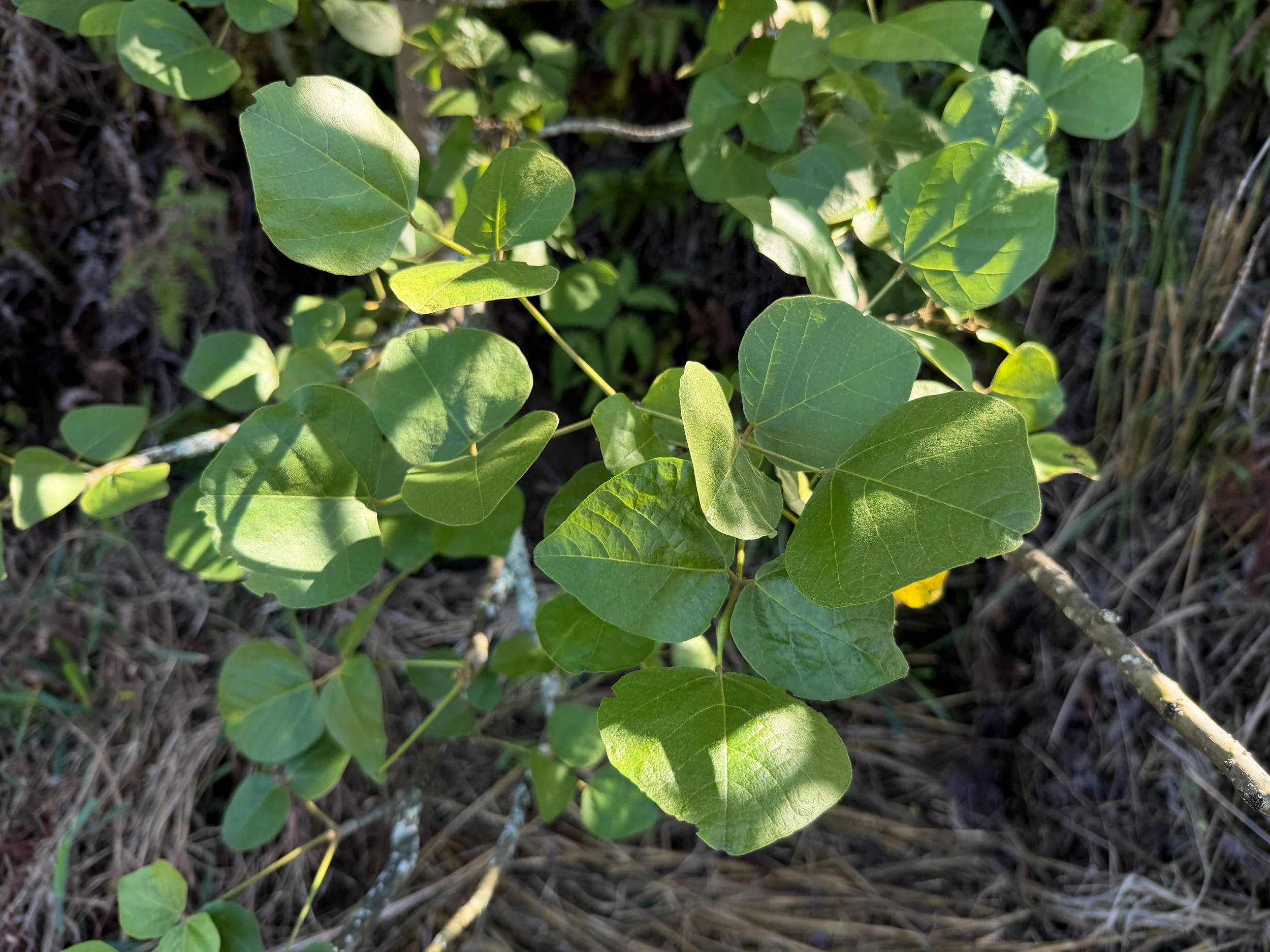 Wiliwili Erythrina sandwicensis