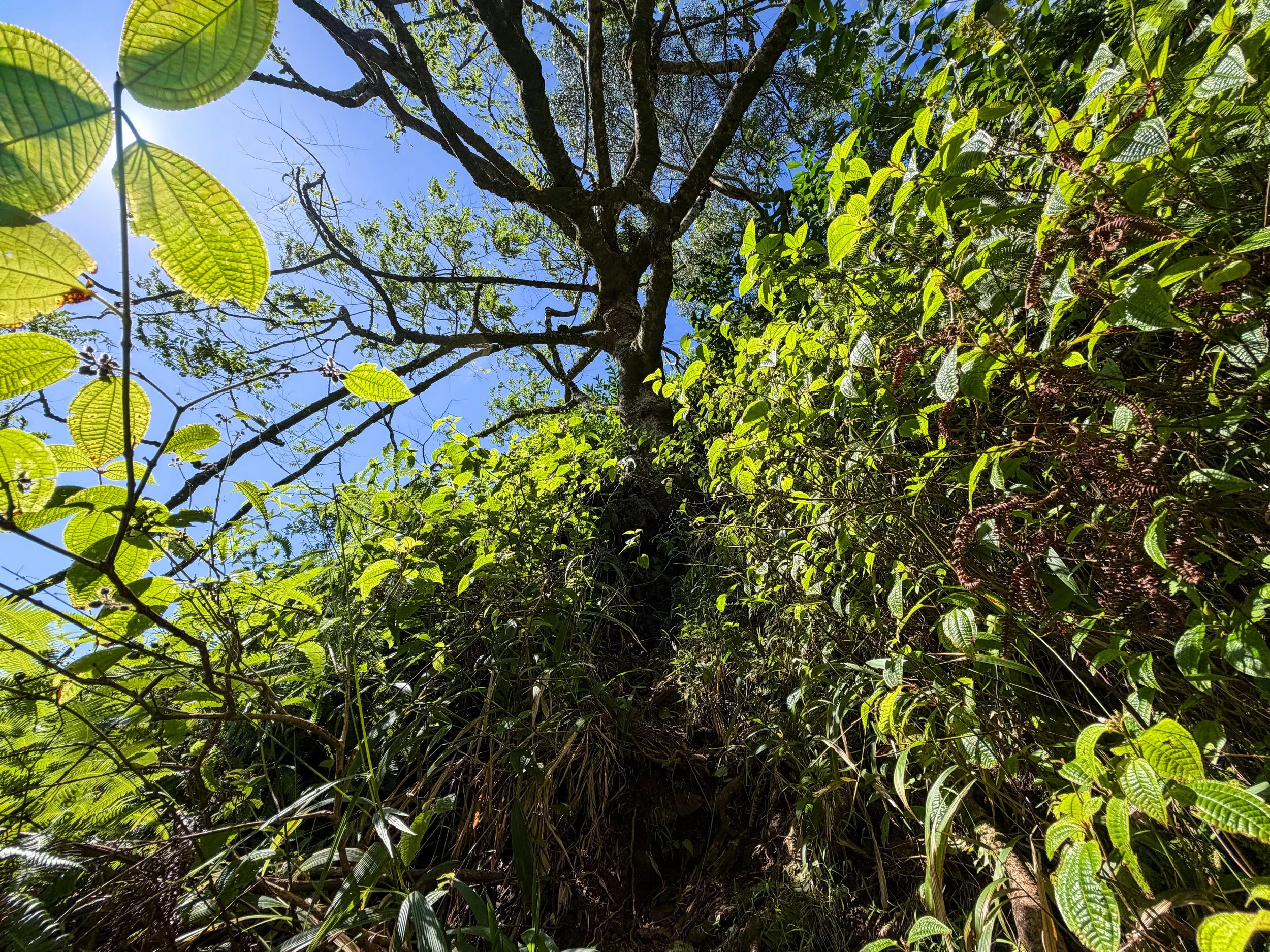 Third Waterfall Climb Kaau Crater Trail Oahu Hawaii