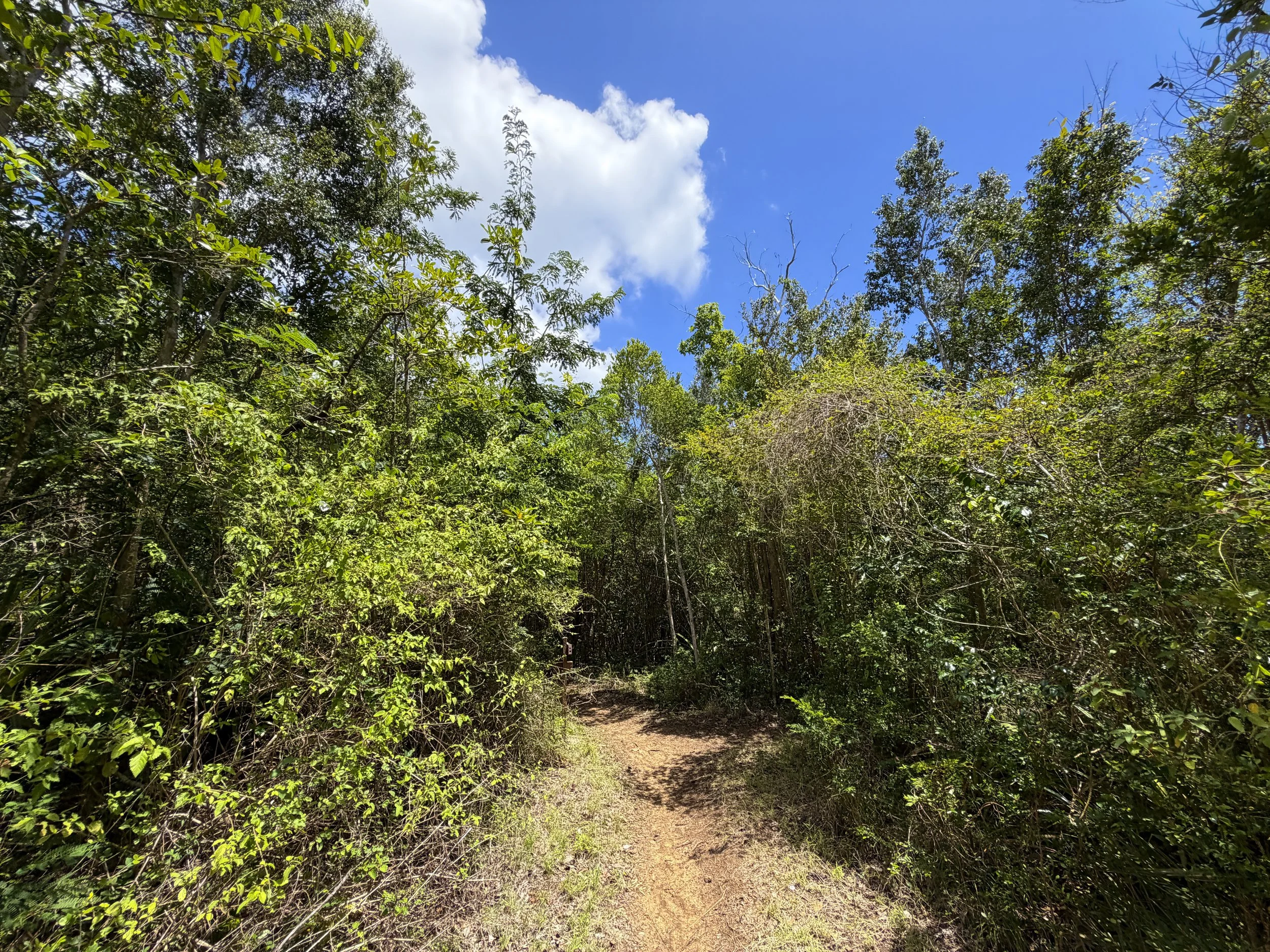 L'Esperance Trail to Great Sieben Trail Virgin Islands National Park