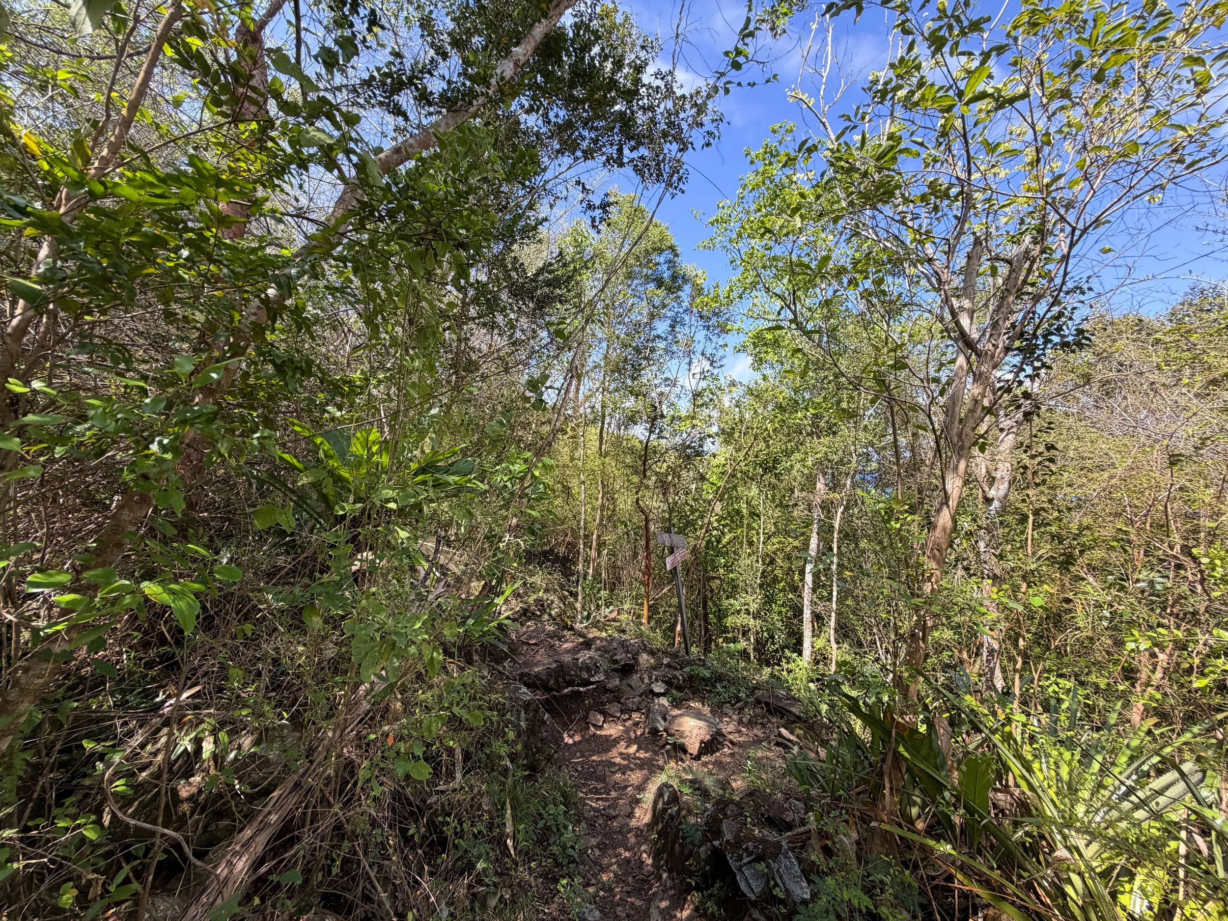 Lind Point Spur Trail Virgin Islands National Park