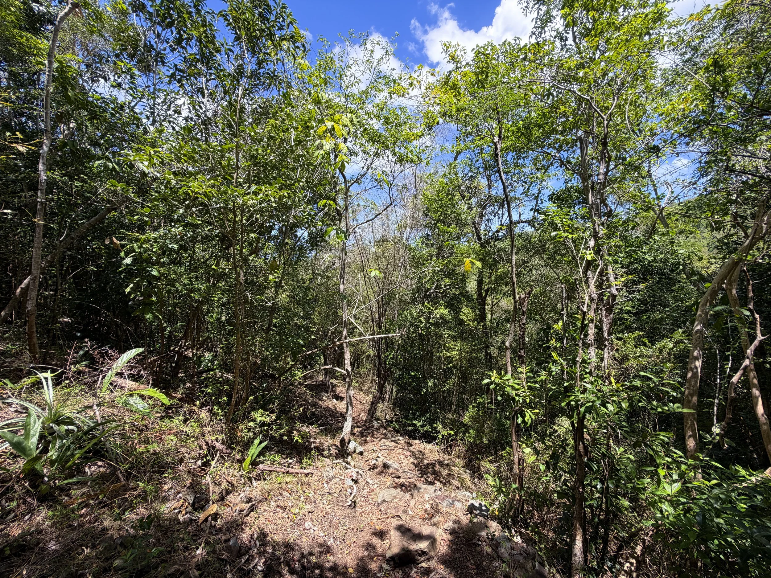 Caneel Hill Trail Virgin Islands National Park
