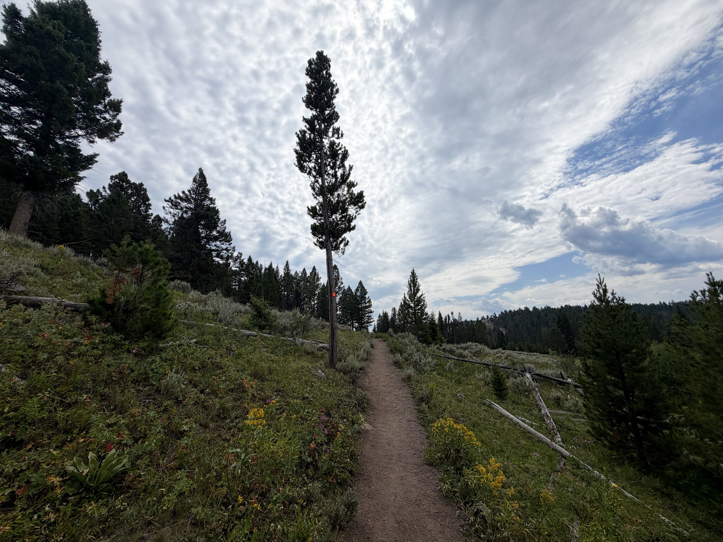 Wraith Falls Trail Yellowstone National Park Wyoming