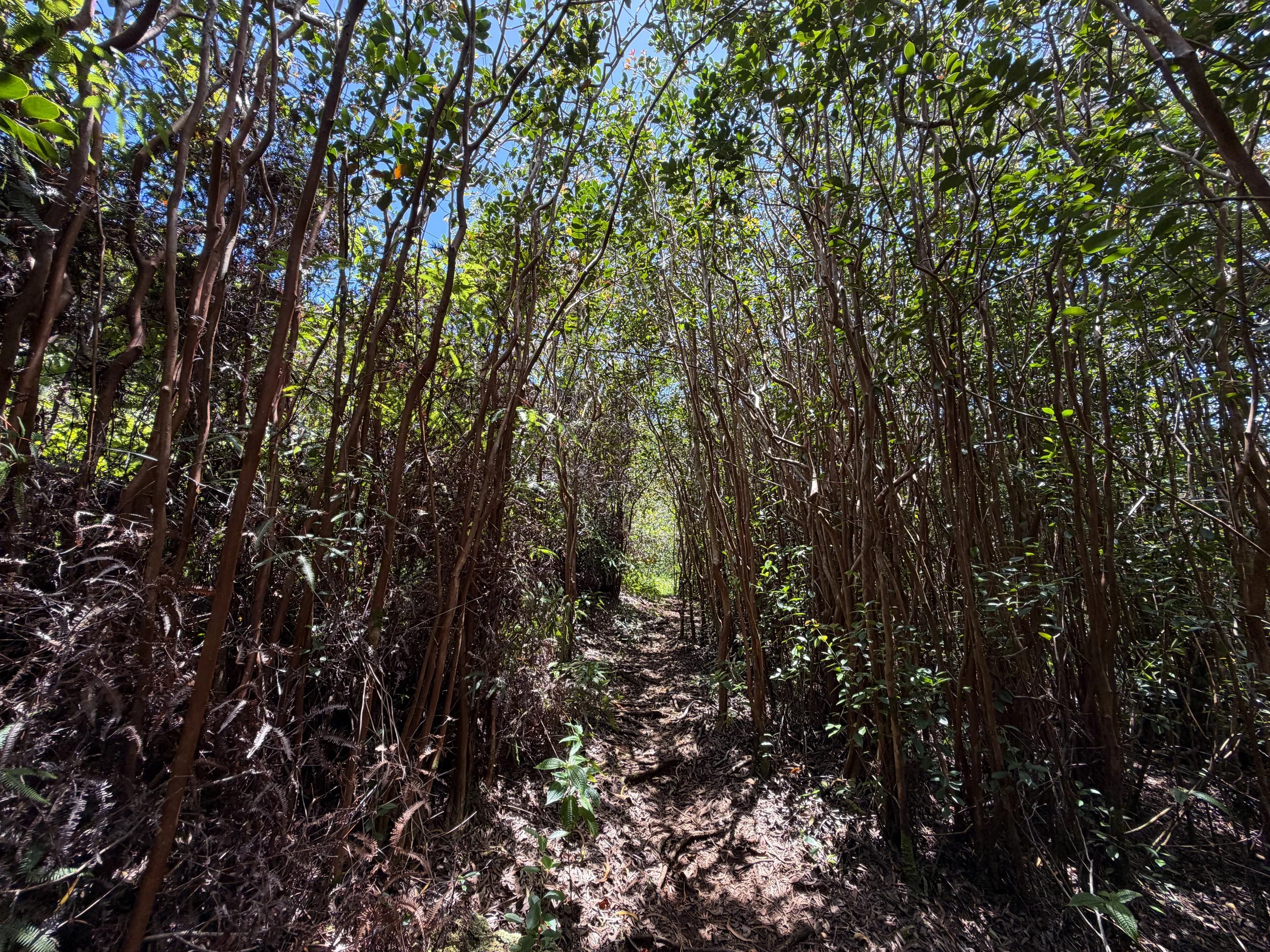 Moanalua Valley to Tripler Ridge Trail Oahu Hawaii
