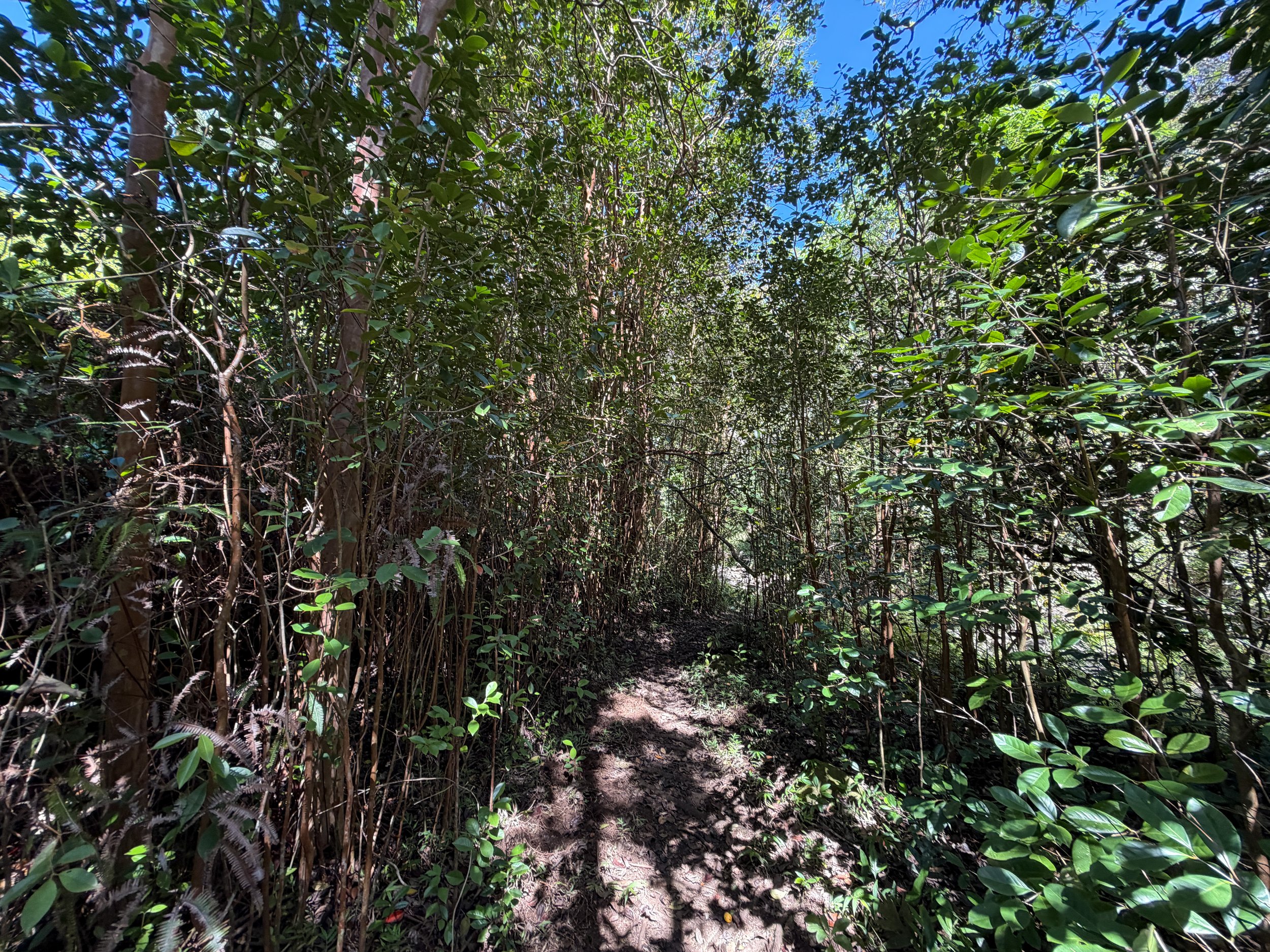 Kulanaahane Hike to Moanalua Saddle Oahu Hawaii