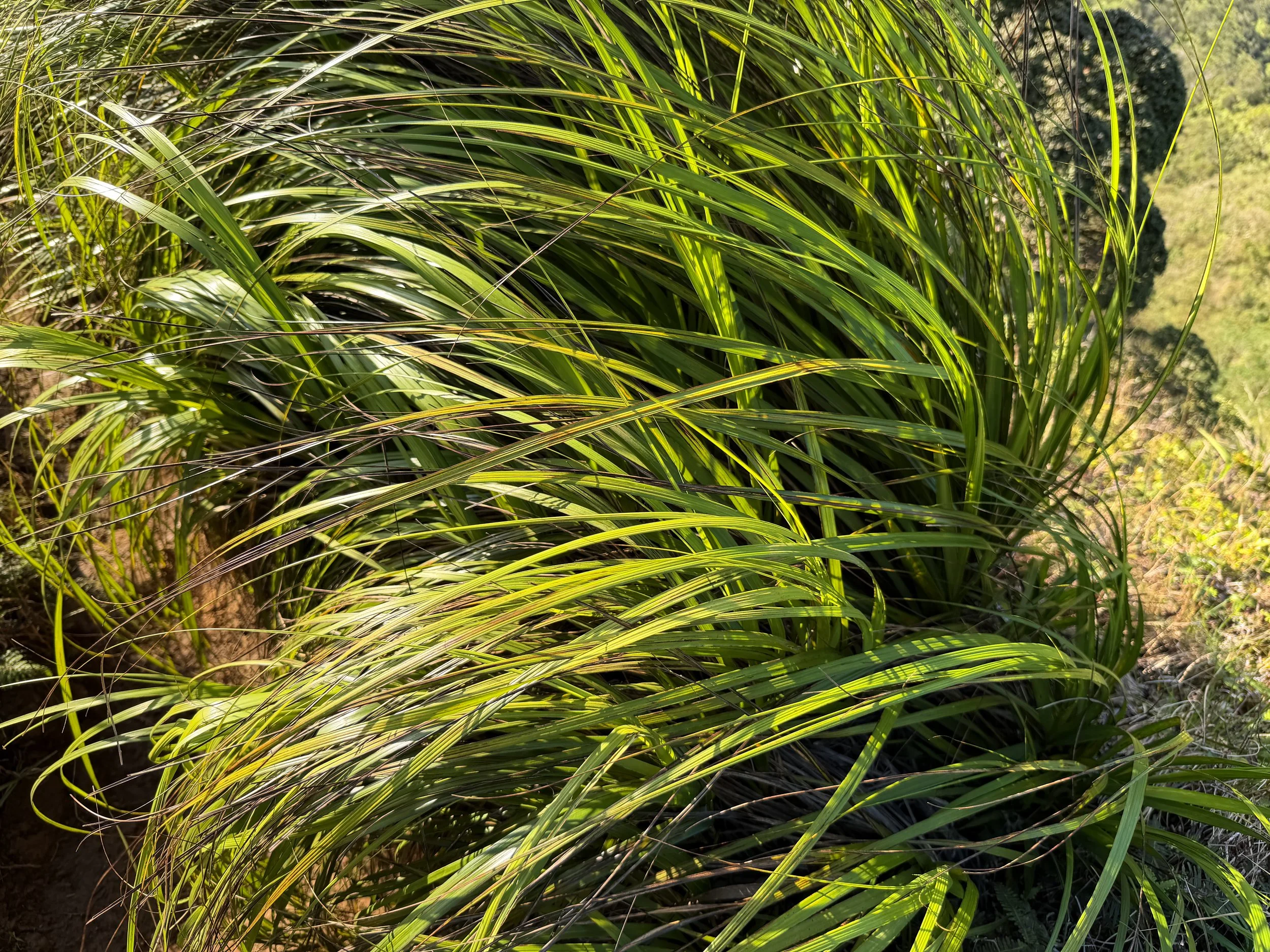 Uki Grass Gahnia beecheyi