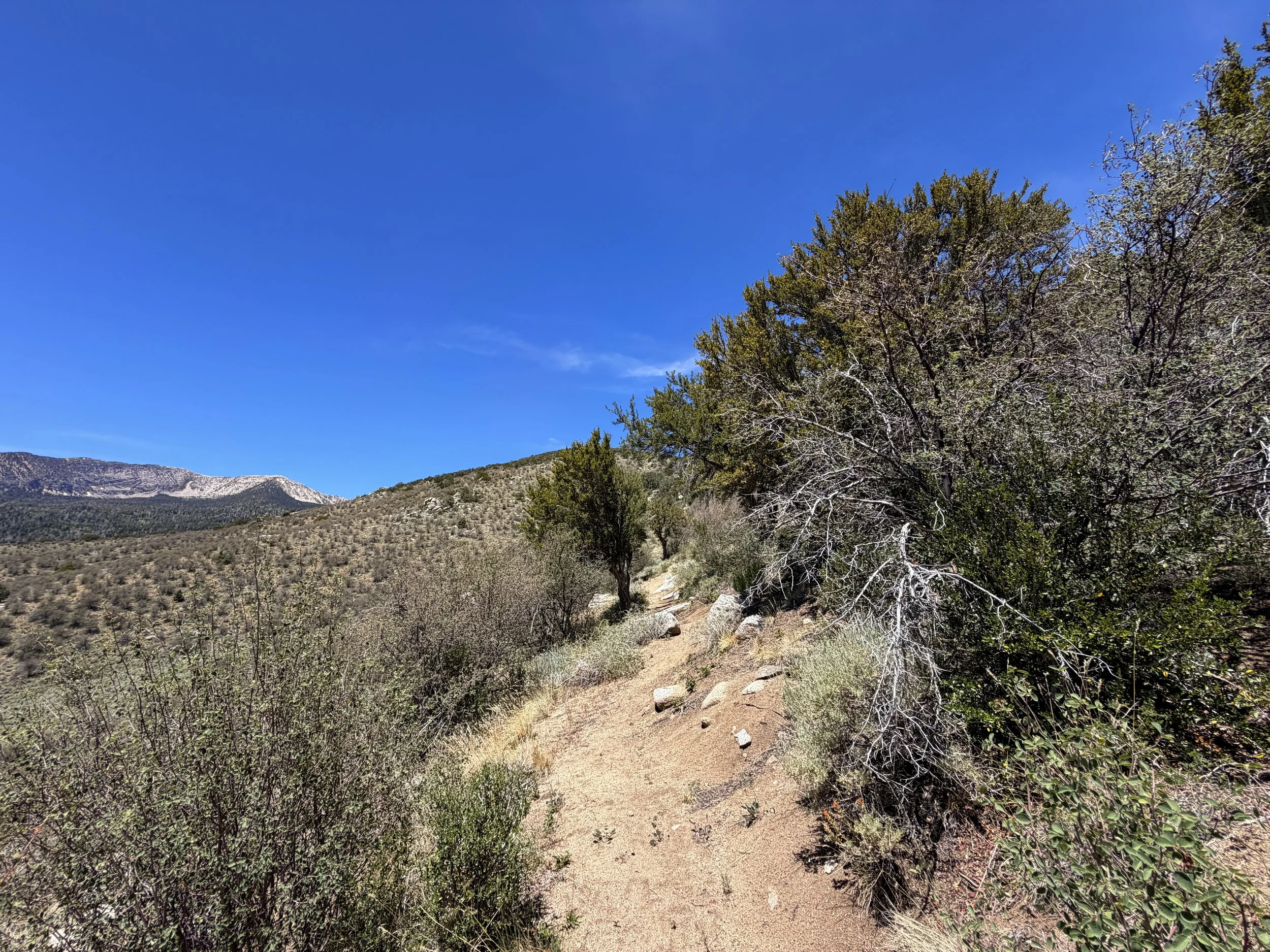 Serviceberry Loop Trail Great Basin National Park Nevada