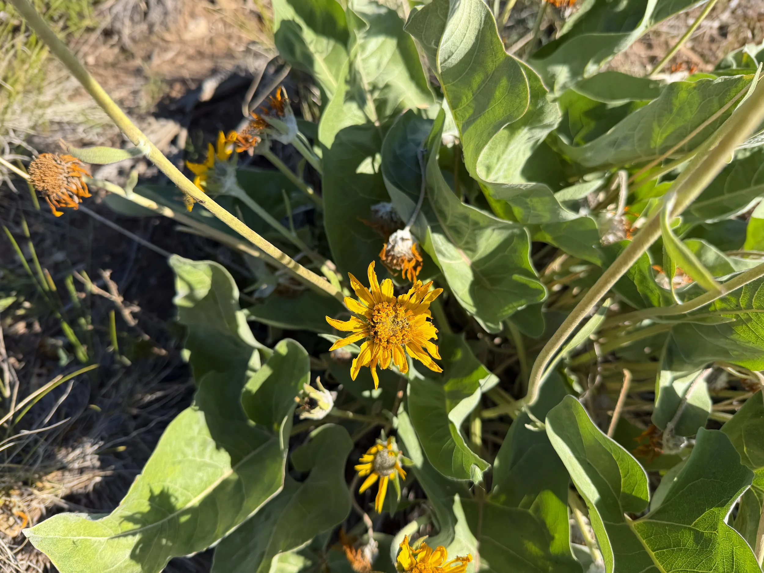 Oregon Sunflower Balsamorhiza sagittata