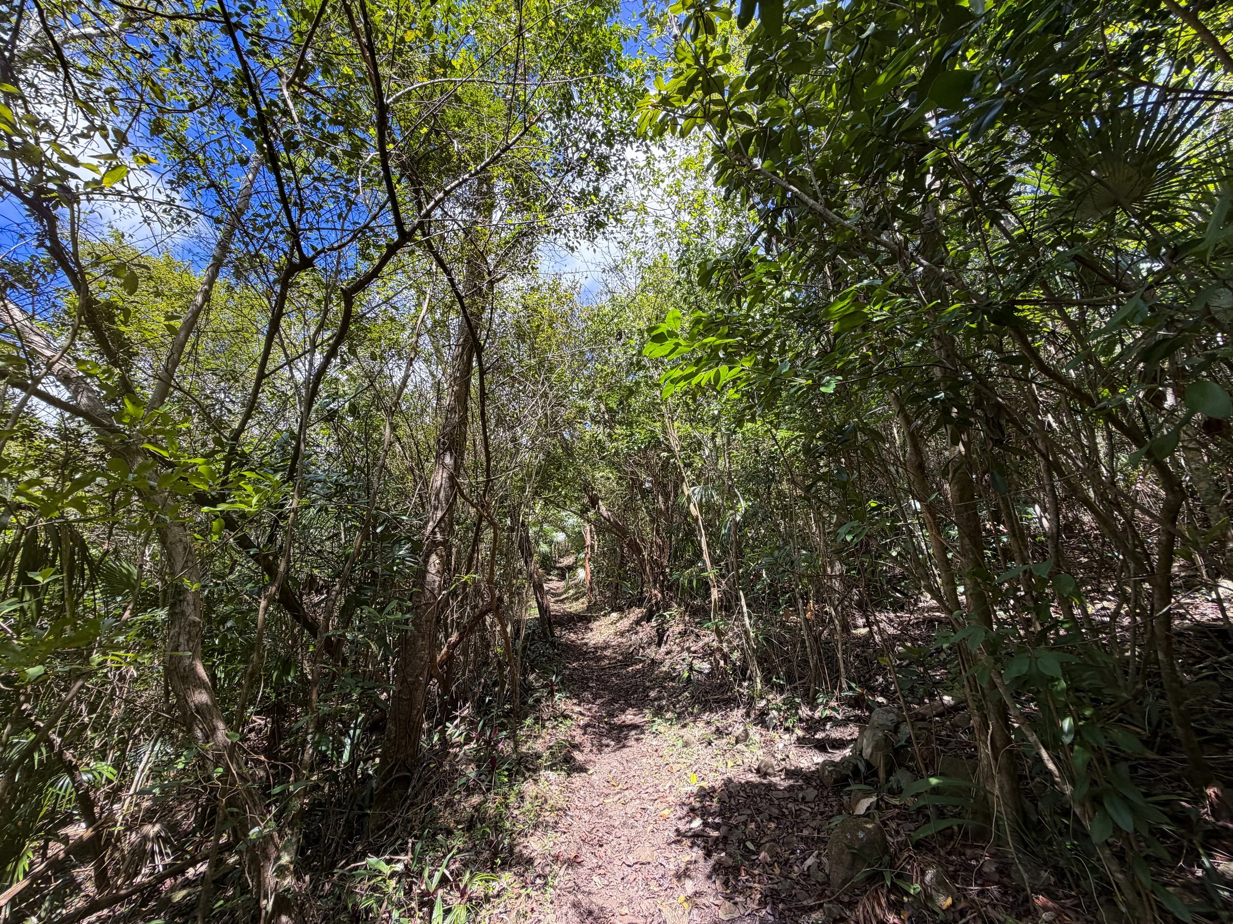 Caneel Hill Hike to Margaret Hill Virgin Islands National Park