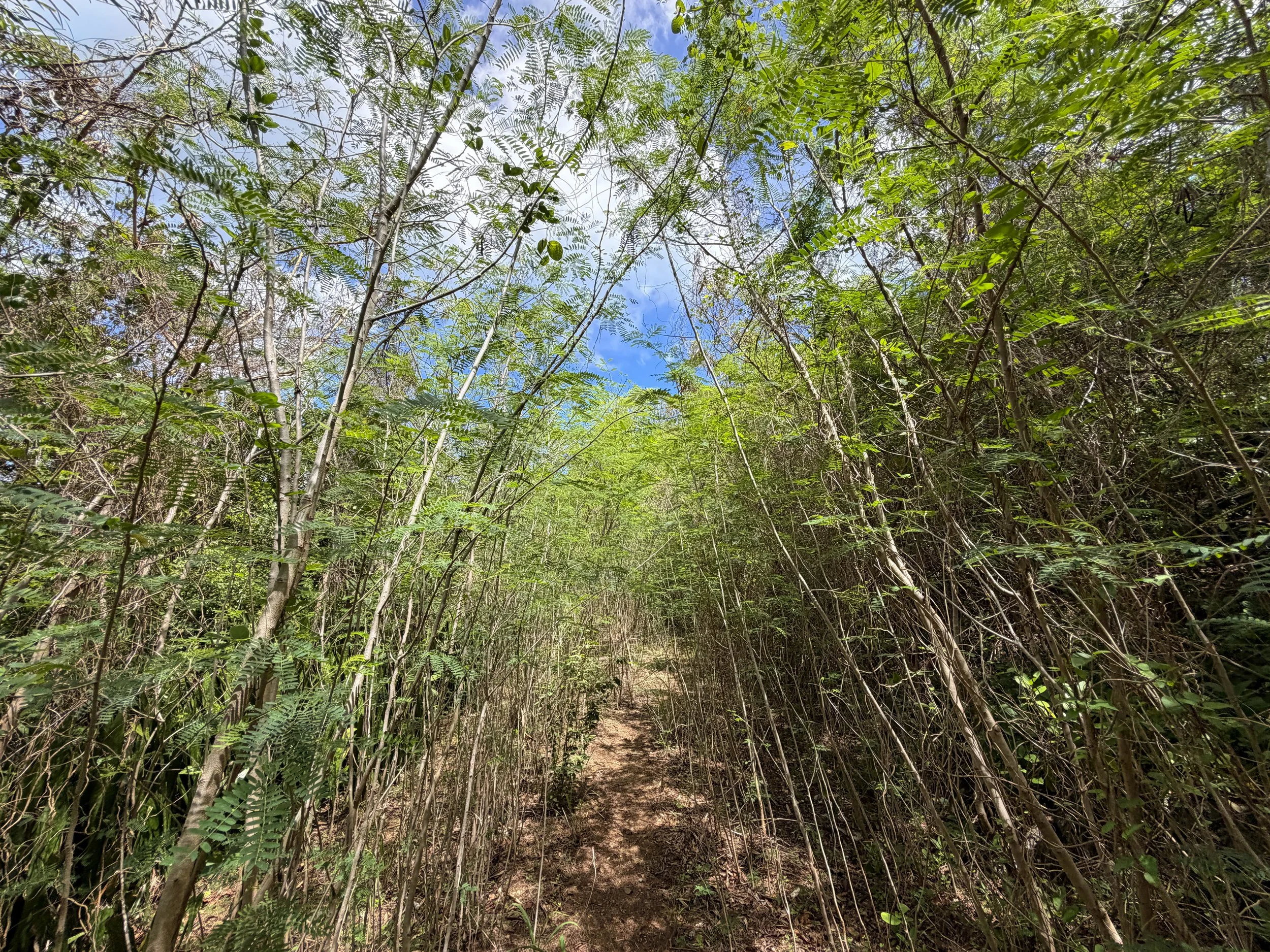 Water Catchment Trail Virgin Islands National Park