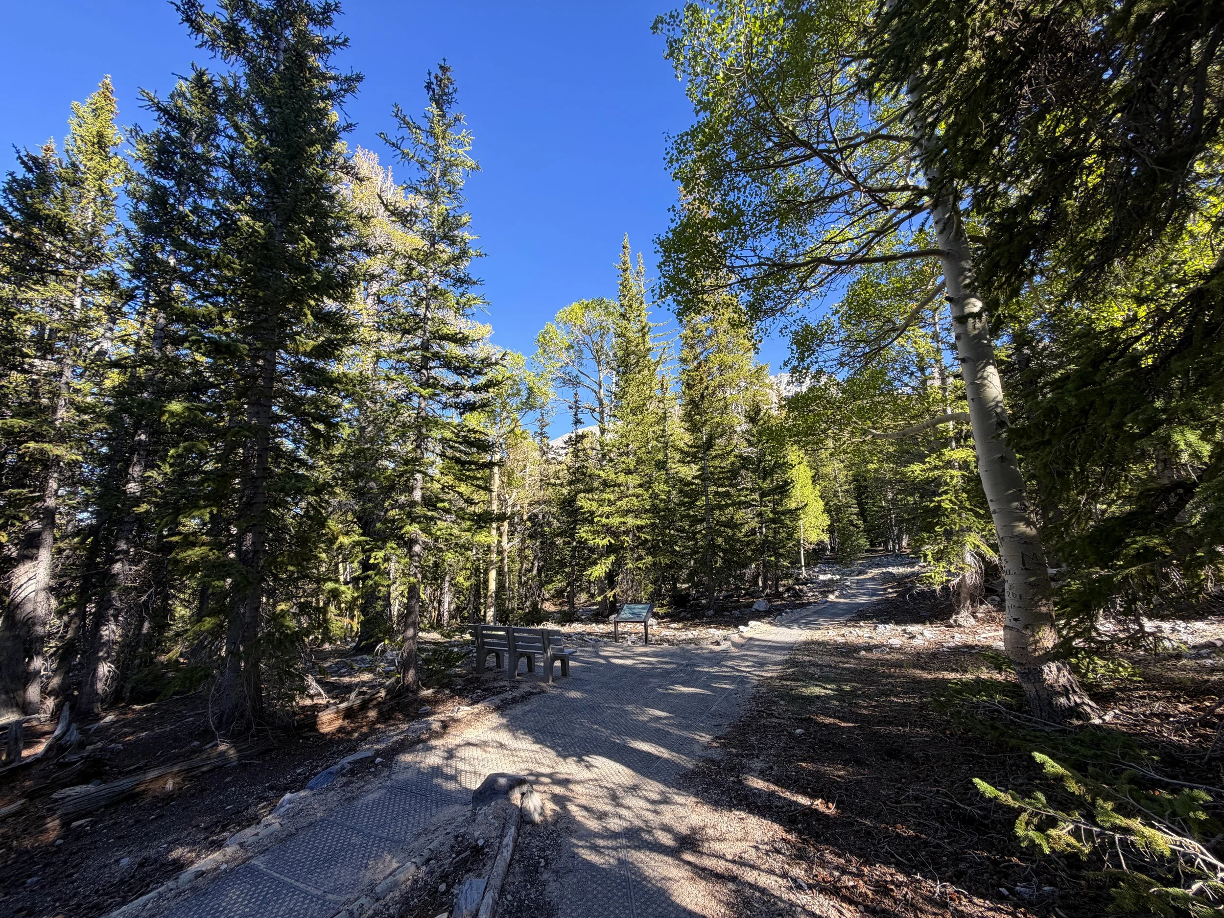 Sky Island Forest Loop Trail Great Basin National Park Nevada