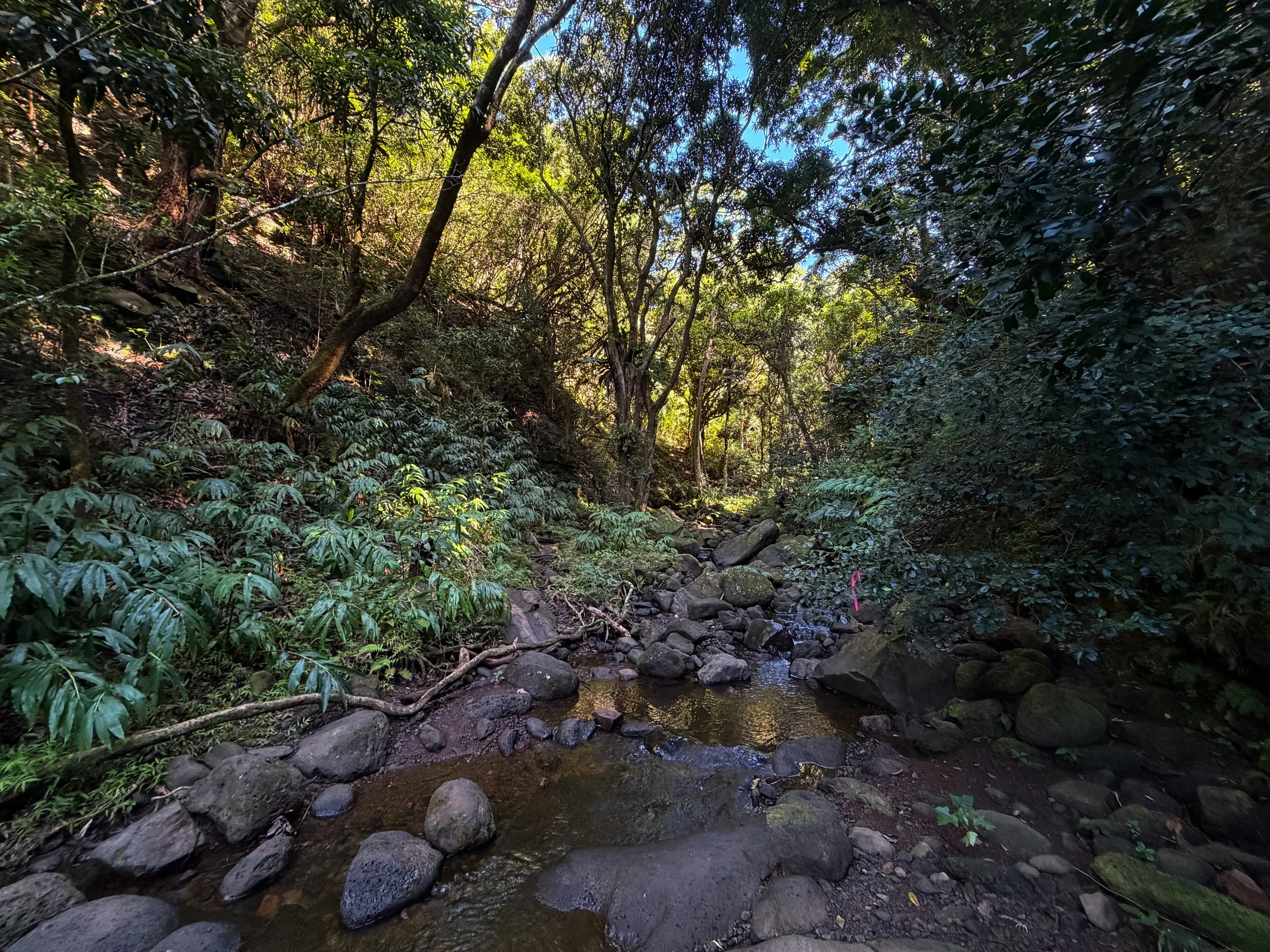 Kaau Crater Trail Oahu Hawaii