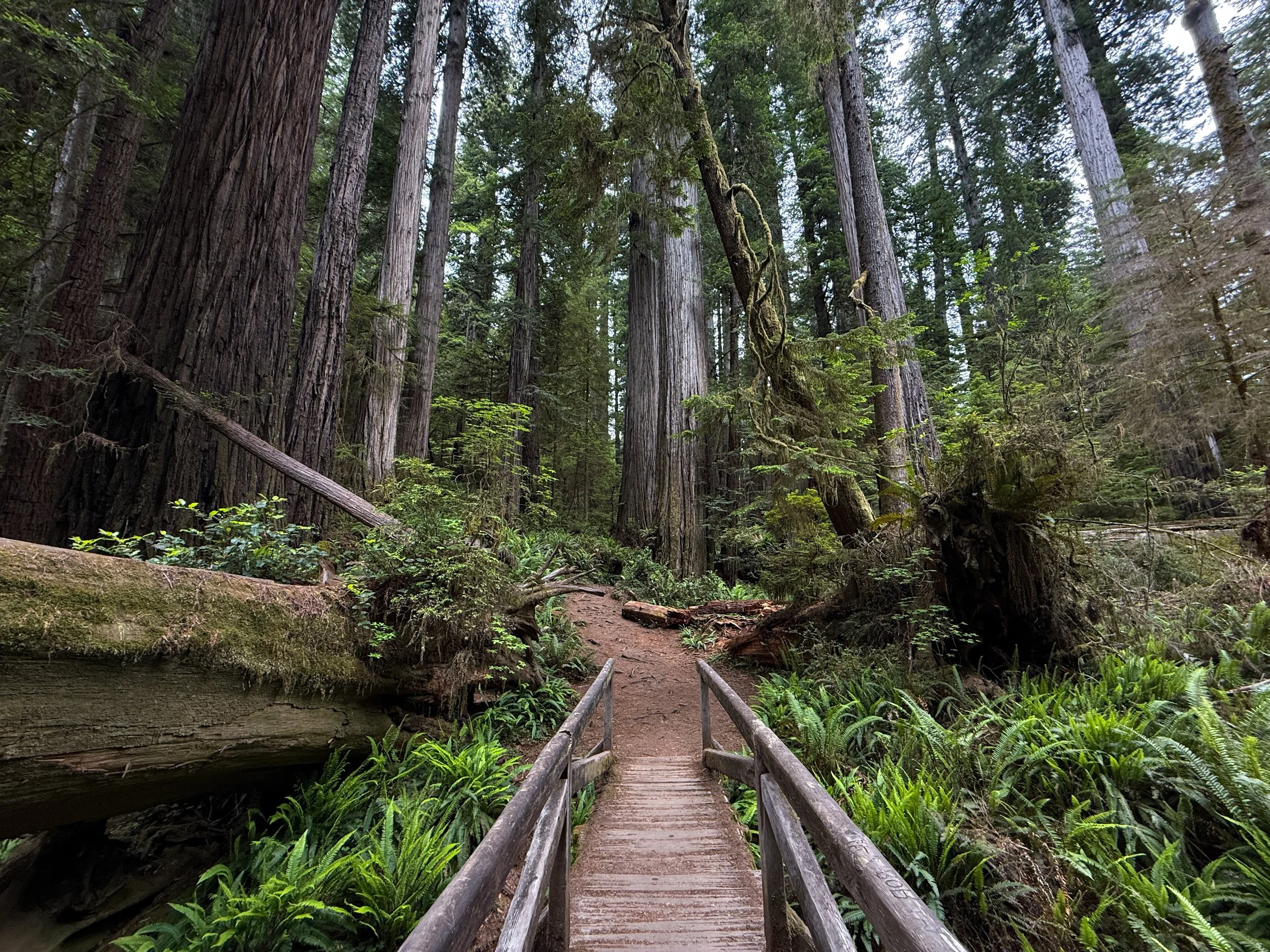 Boy Scout Tree Trail Jedediah Smith Redwoods State Park California