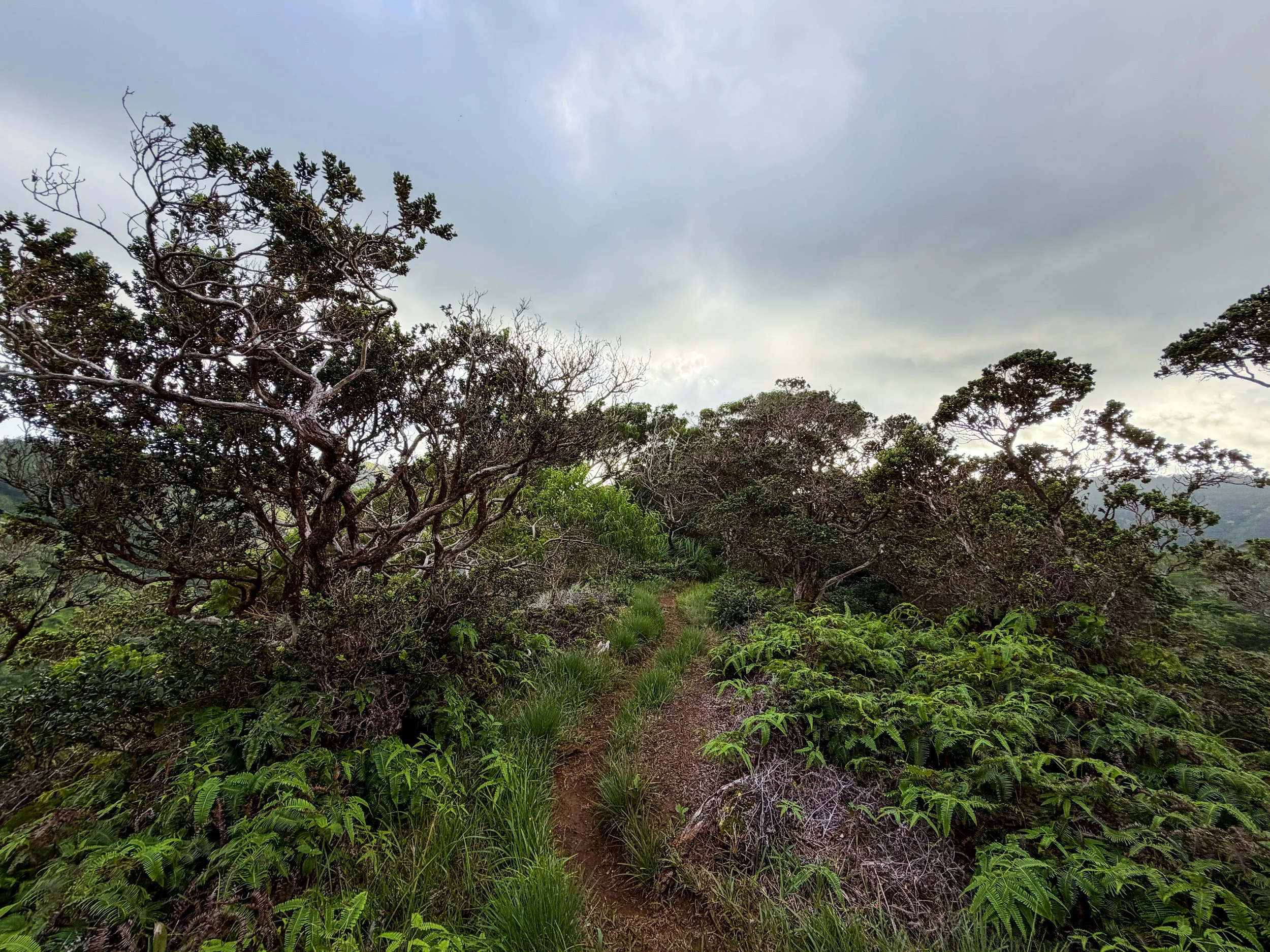Kaau Crater Ridge Trail Oahu Hawaii
