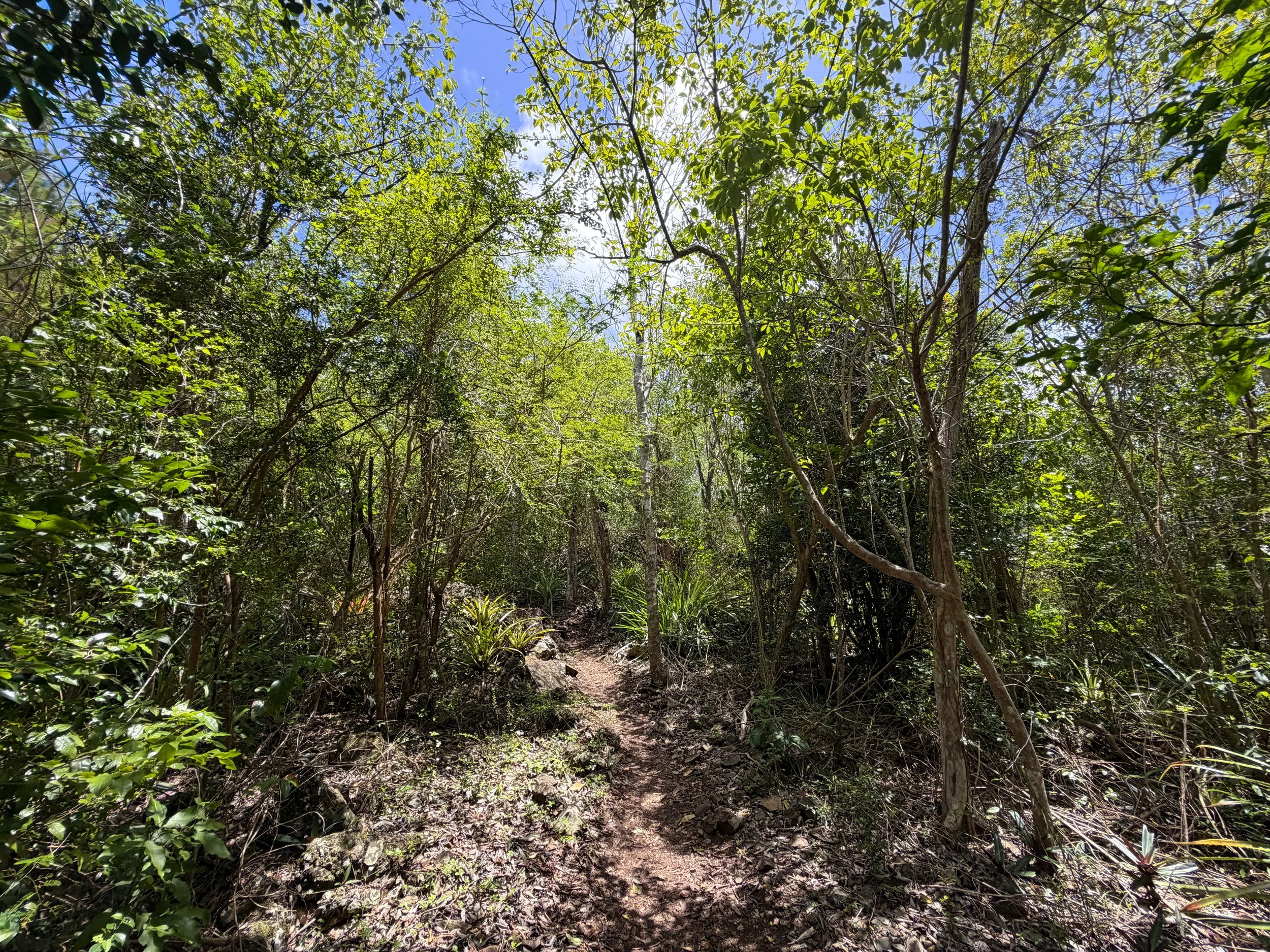 Caneel Hill Hike Virgin Islands National Park