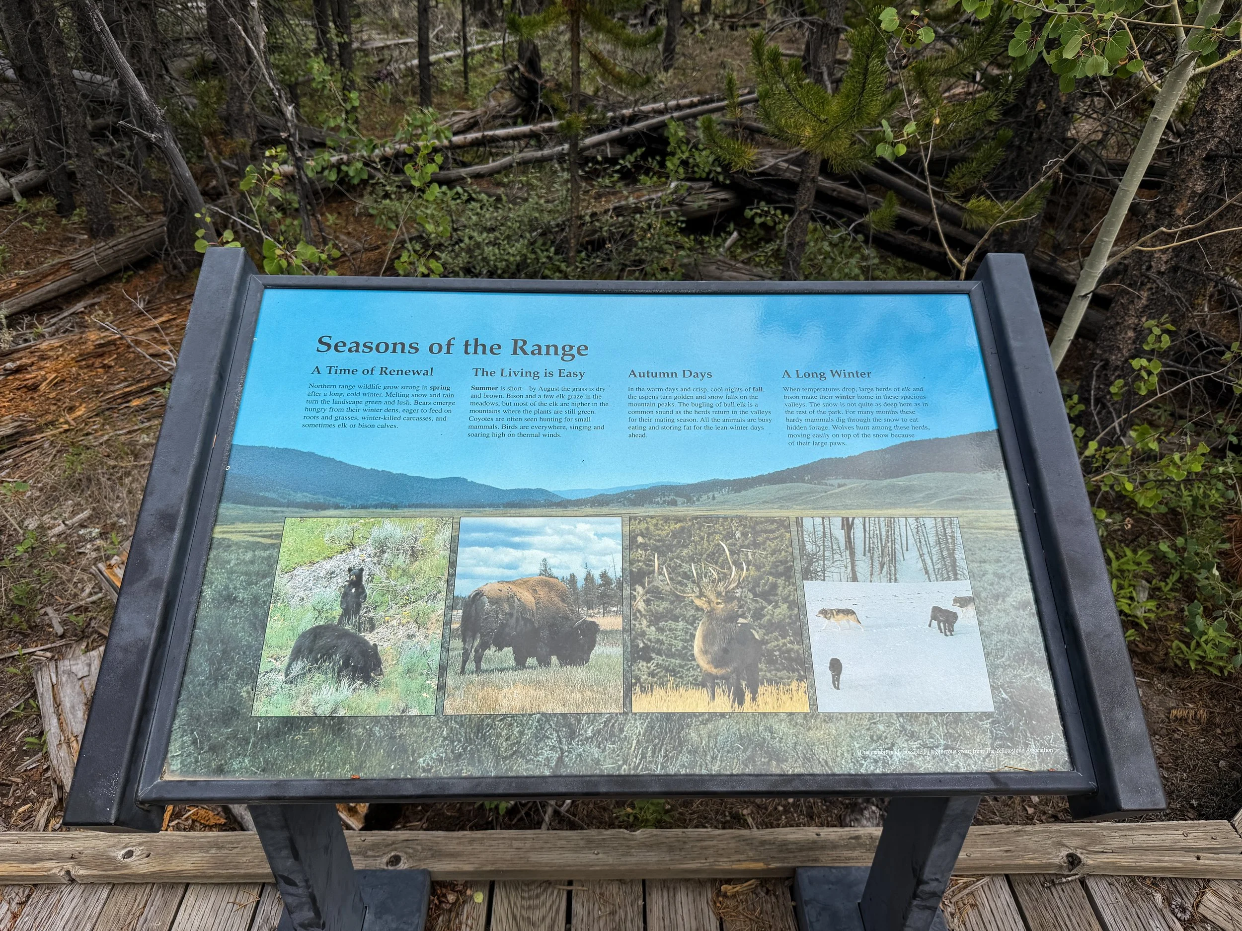 Forces of the Northern Range Boardwalk Trail Yellowstone National Park Wyoming