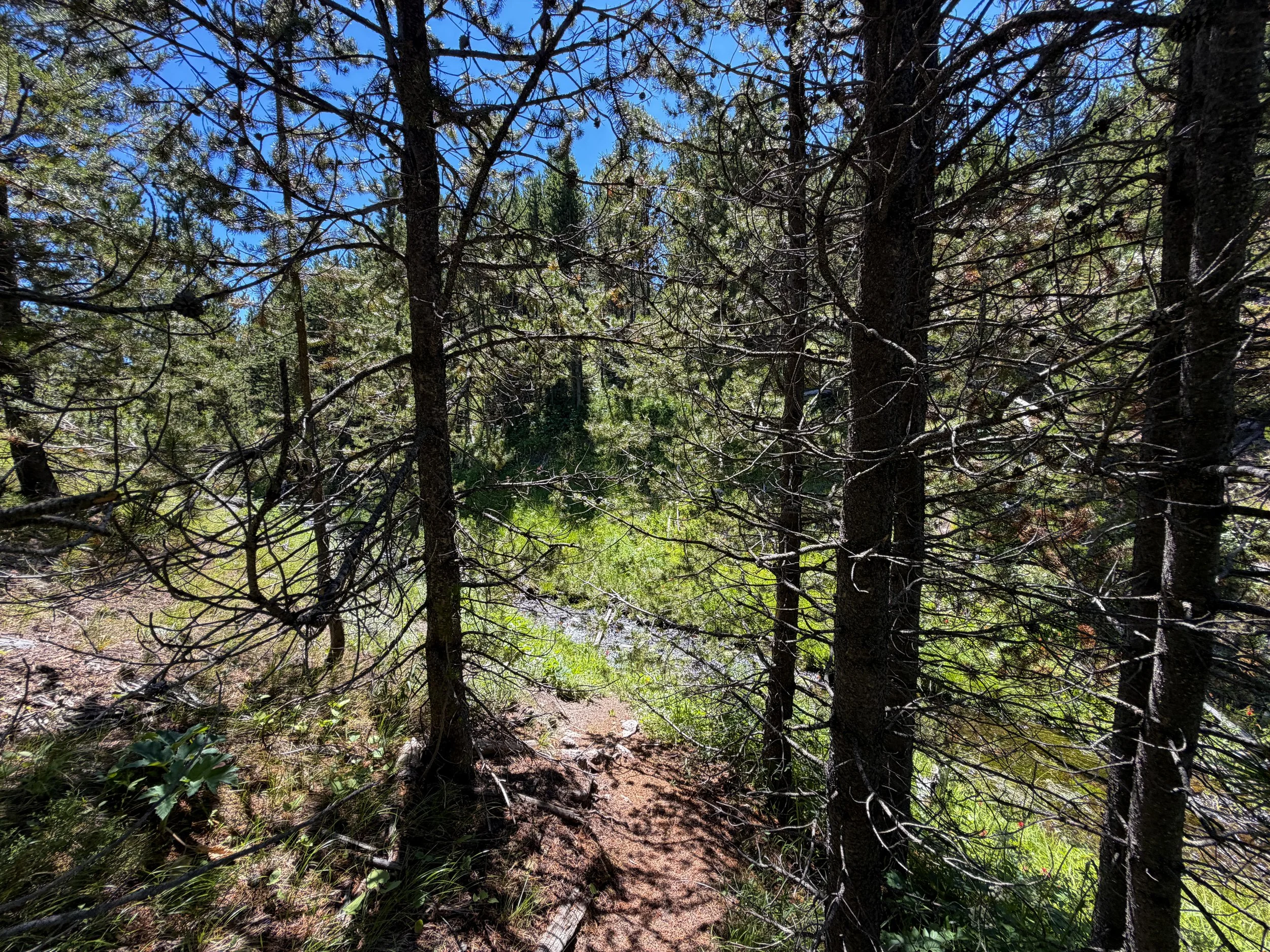 Fern Cascades Trail Yellowstone National Park Wyoming