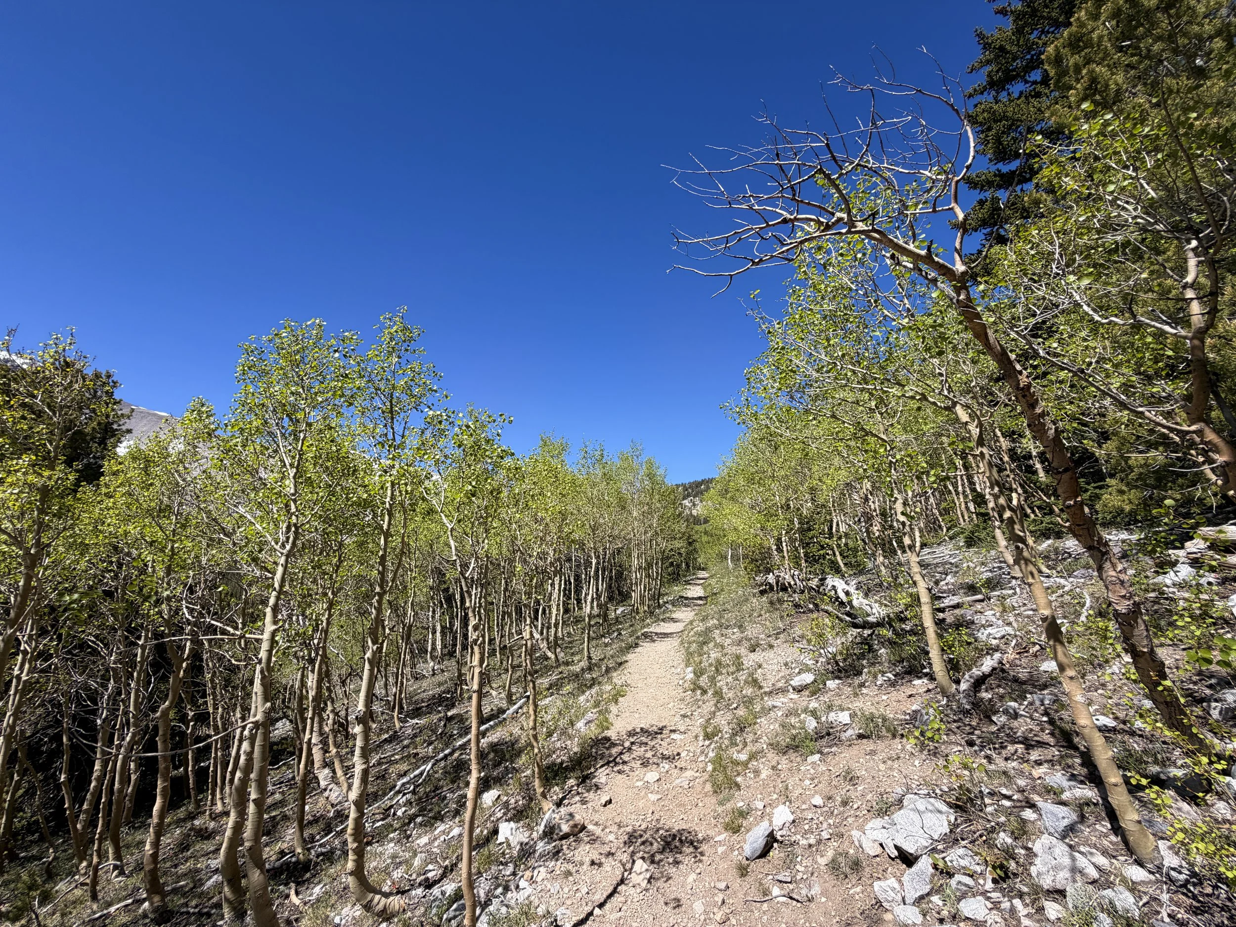 Wheeler Peak Summit Hike Great Basin National Park Nevada
