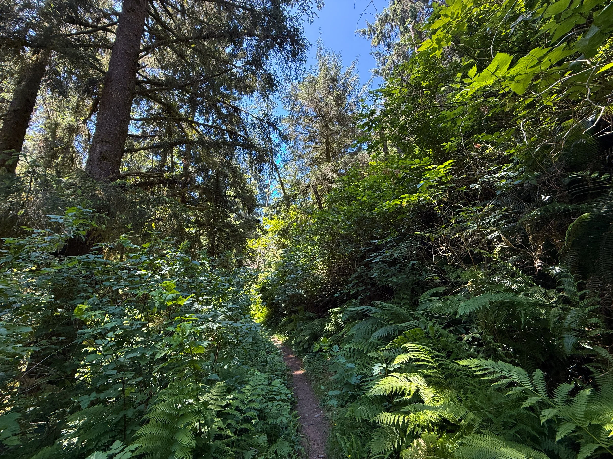Ossagon Trail Prairie Creek Redwoods State Park California
