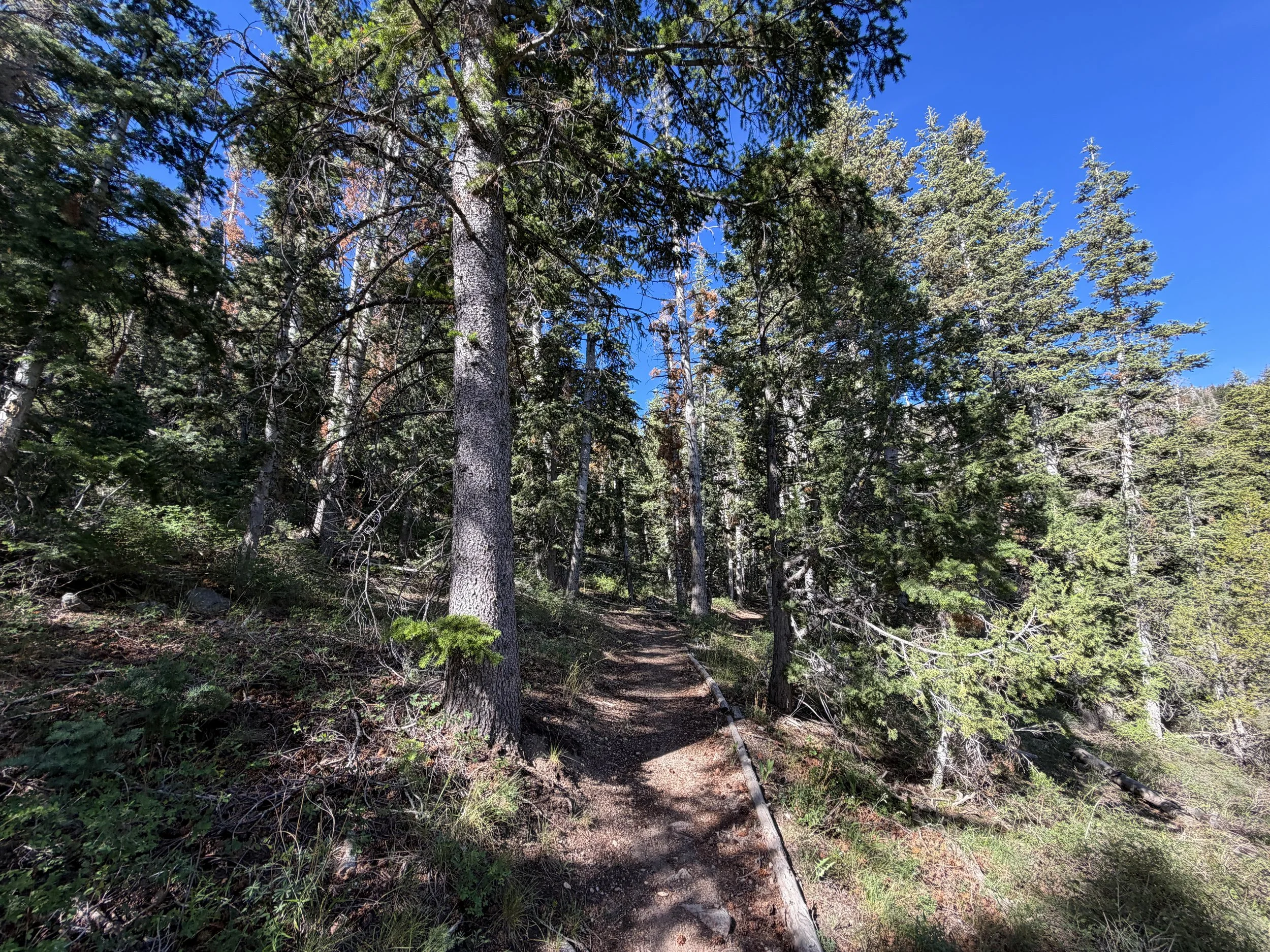 Pole Canyon Loop Hike Great Basin National Park Nevada