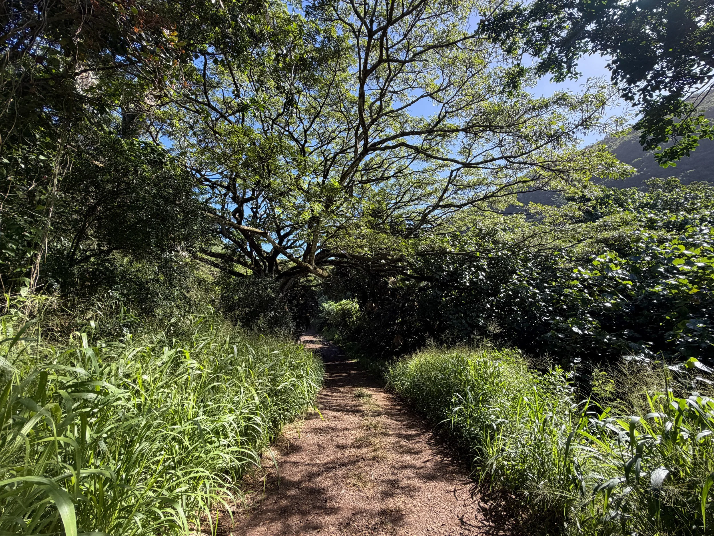 Tripler Ridge Trail via Moanalua Valley Oahu Hawaii