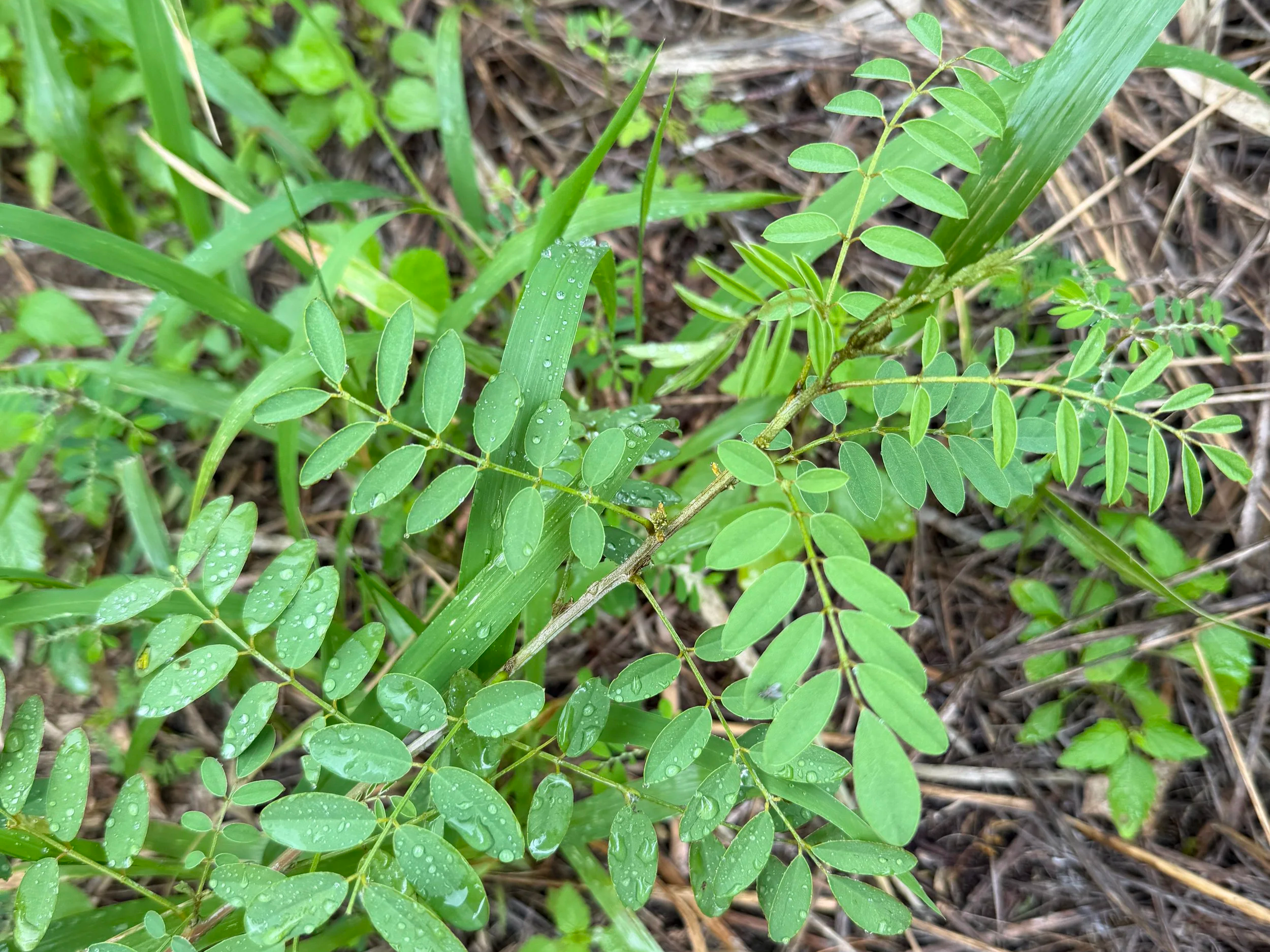 Indigofera suffruticosa