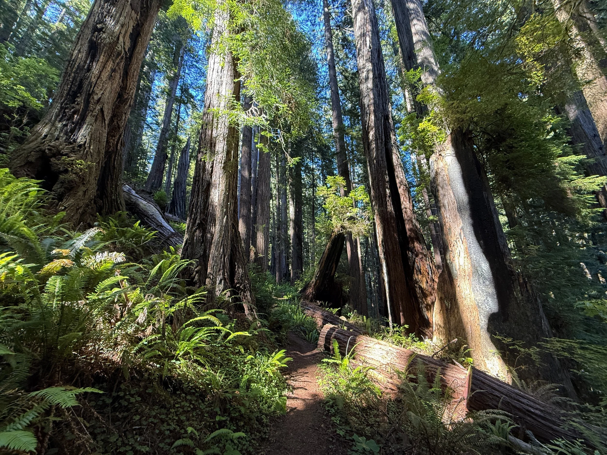 Moorman Pond Hike Prairie Creek Redwoods State Park California