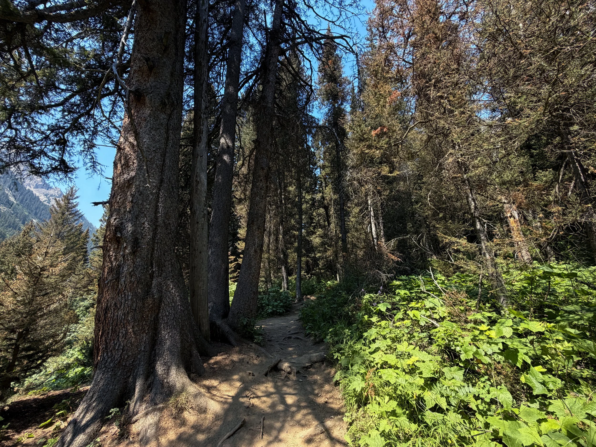 Cascade Canyon Trail to Teton Crest Trail Grand Teton National Park Wyoming