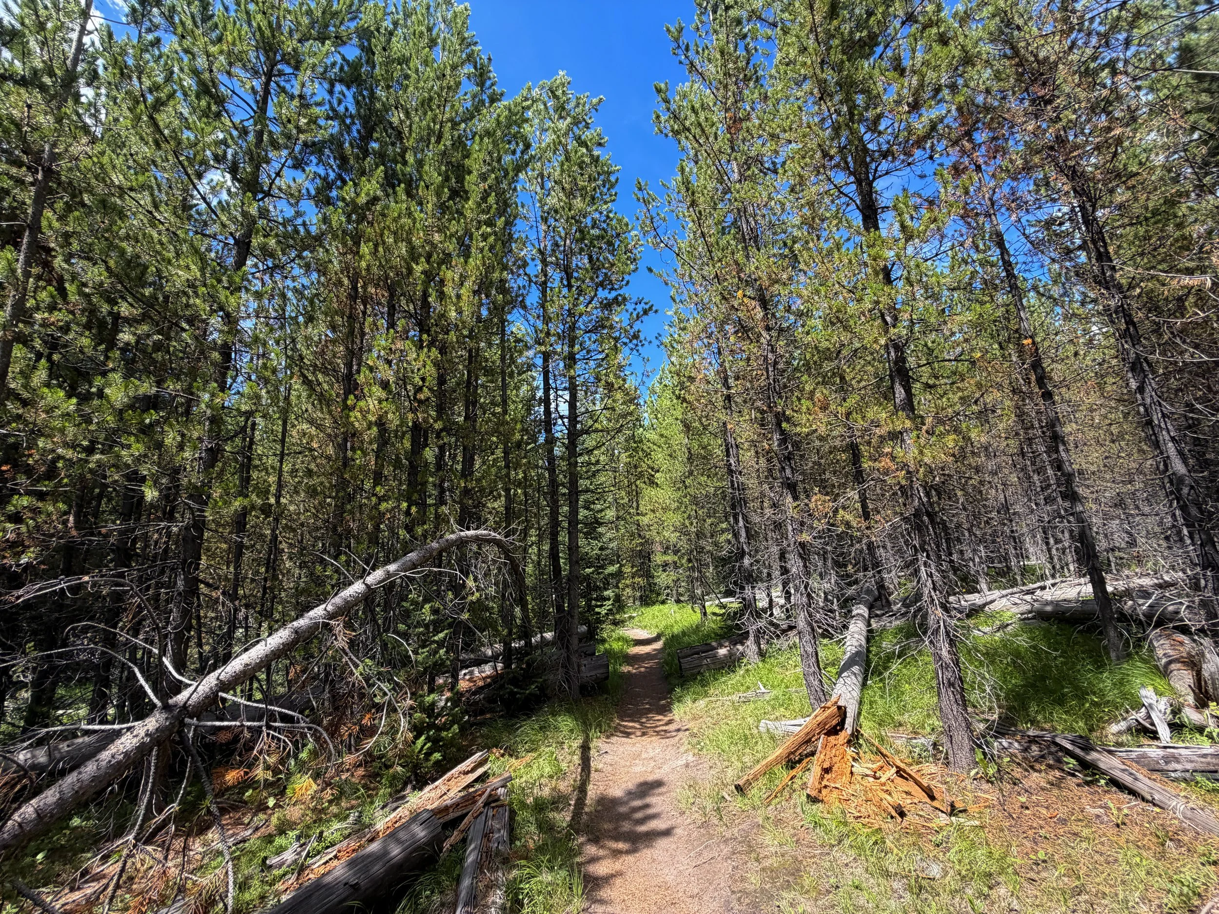 Yellowstone Lake Overlook Loop Trail Yellowstone National Park Wyoming