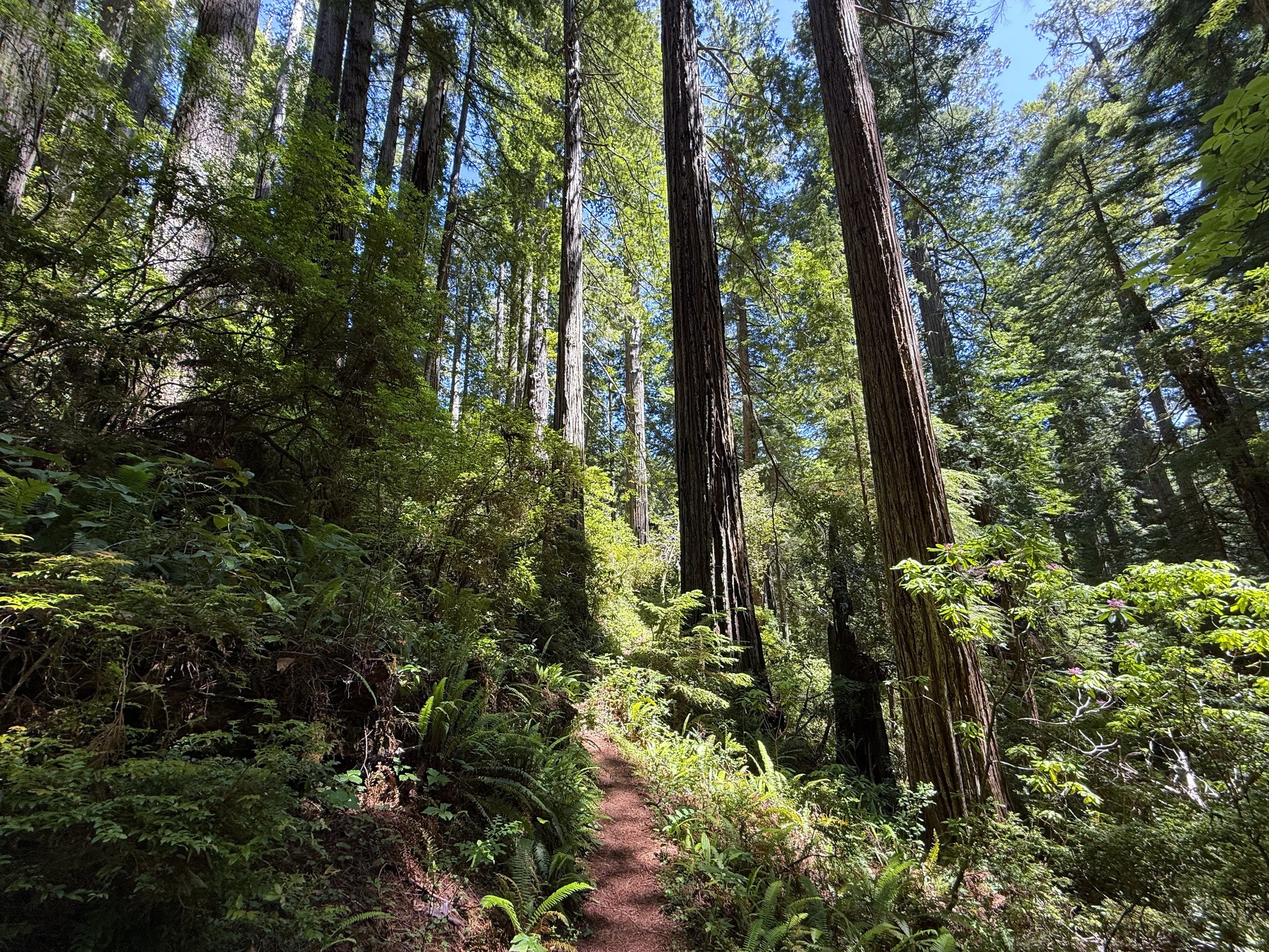 Ten Taypo–Hope Creek Loop Trail Prairie Creek Redwoods State Park California