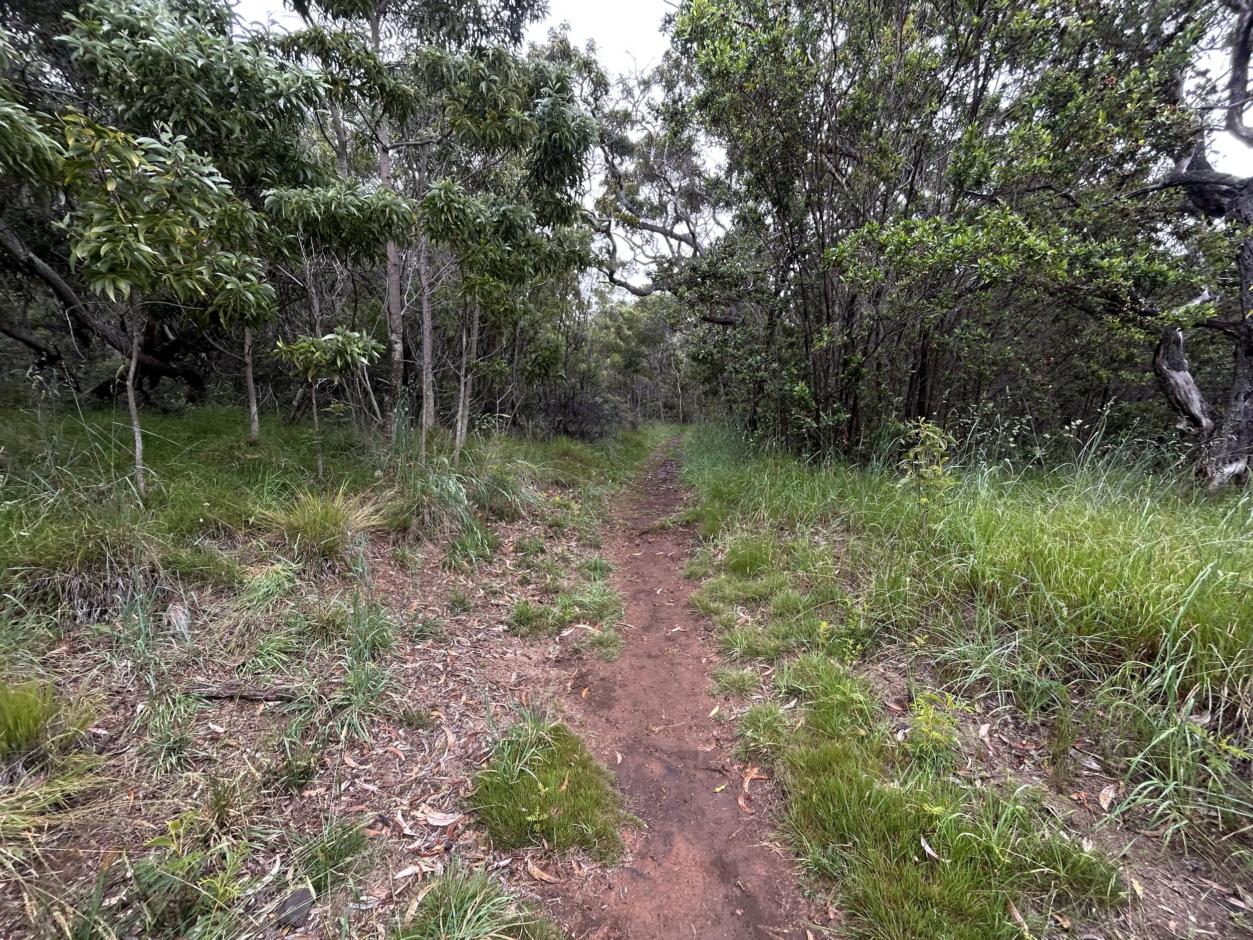 Hiking the Mauna Loa Trail to Red Hill Cabin (Puʻu ʻUlaʻula) in Hawaiʻi ...
