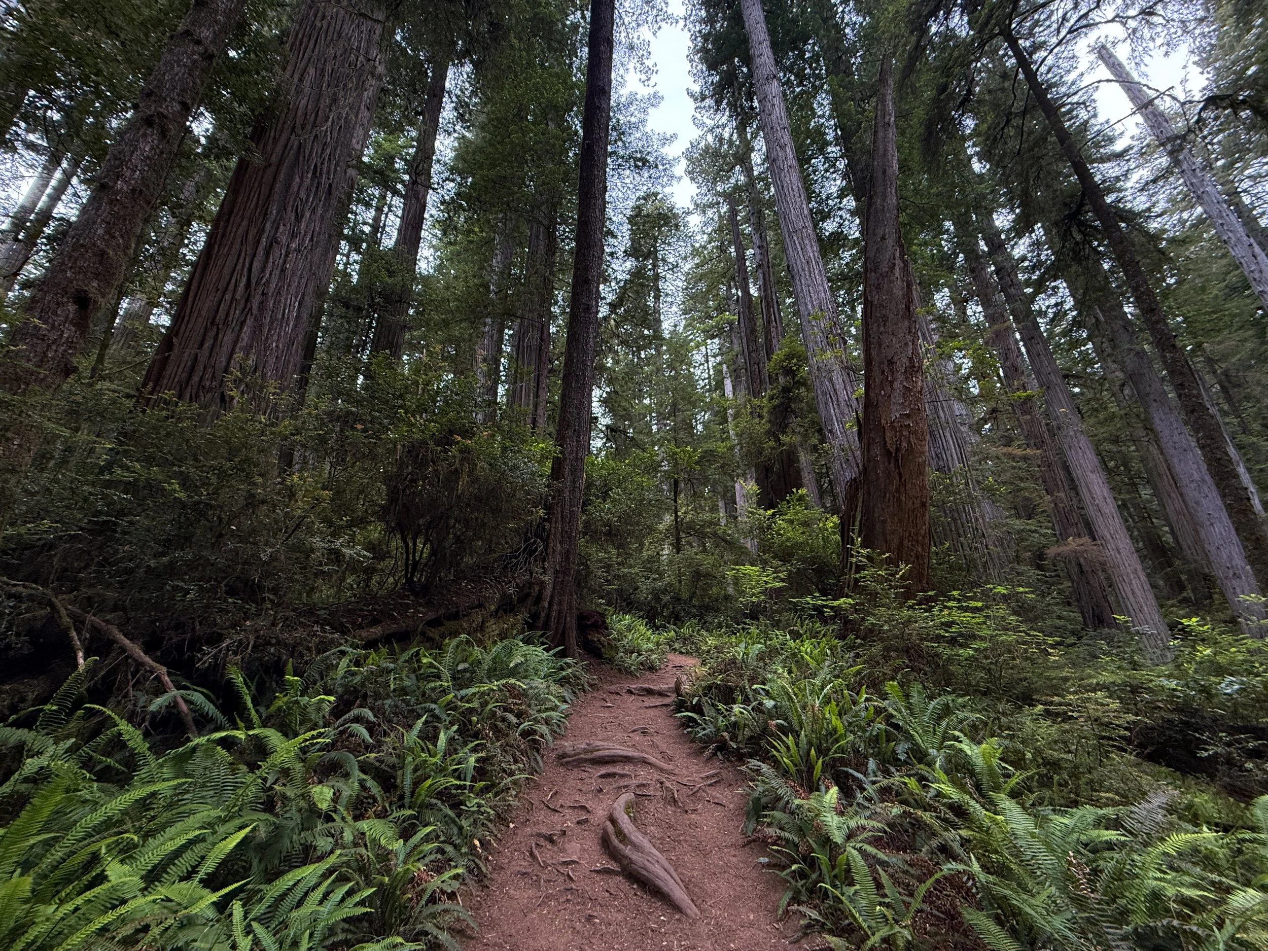 Boy Scout Tree Trail Jedediah Smith Redwoods State Park California