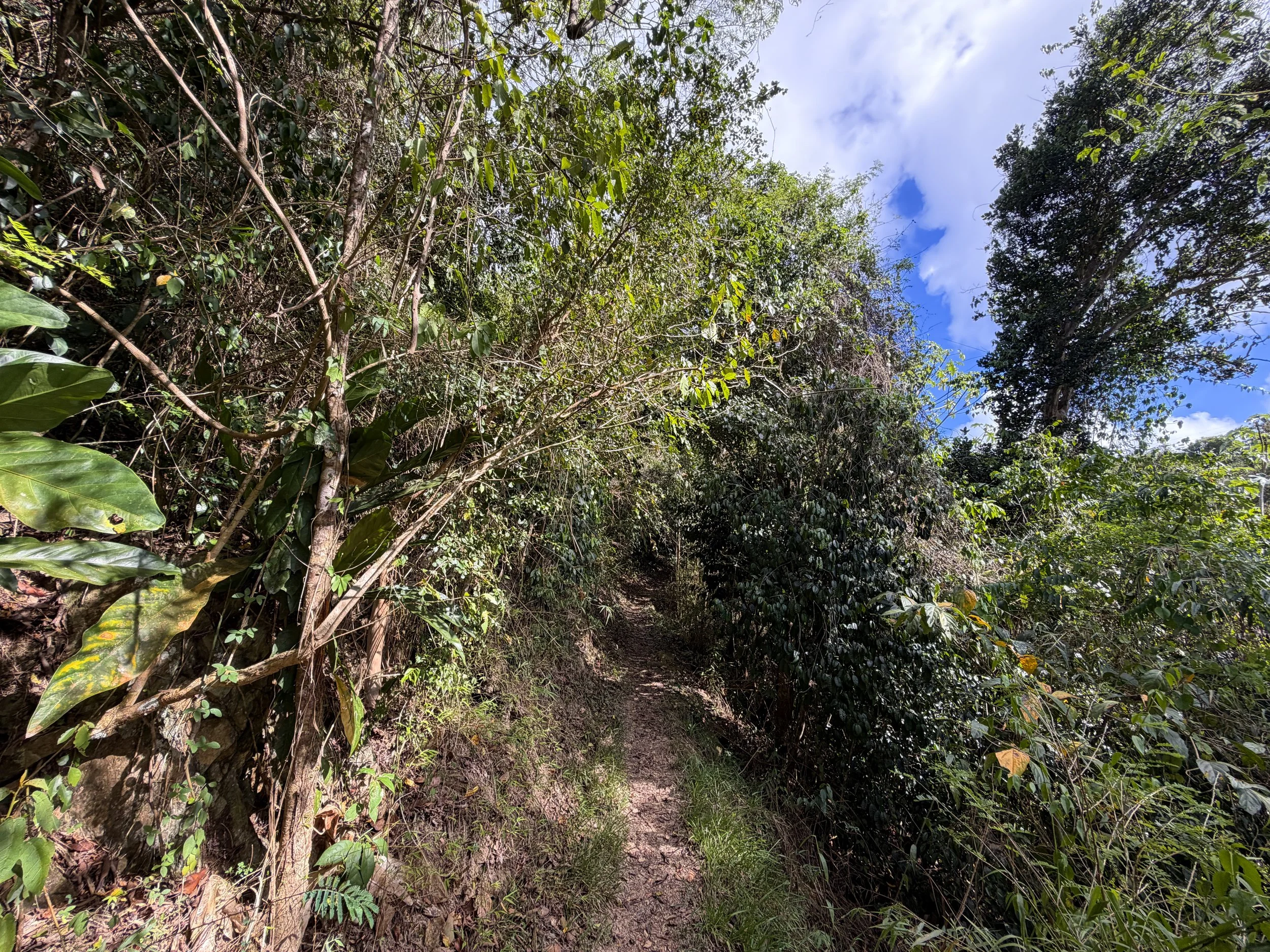 Cinnamon Bay Trail Virgin Islands National Park