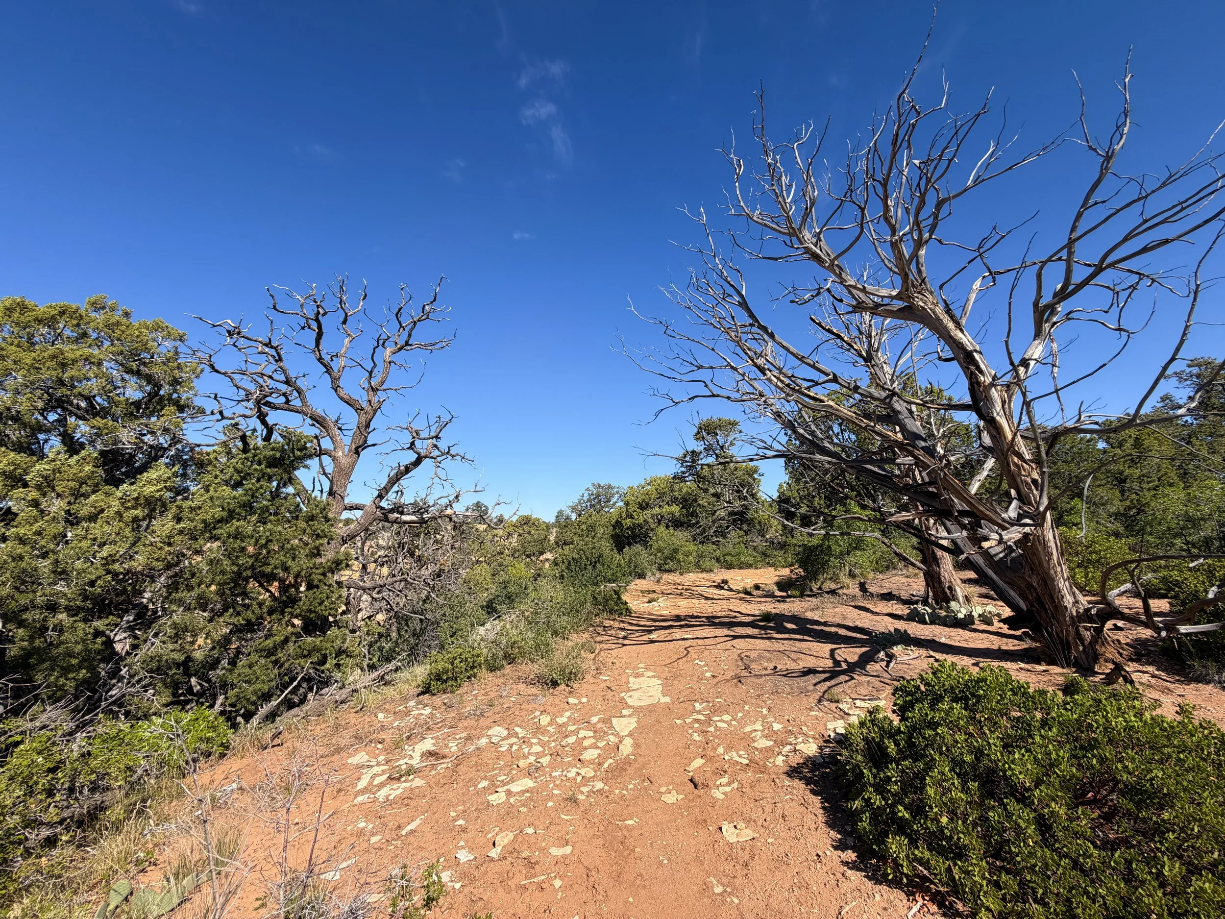 Deertrap Mountain Trail via East Rim Zion National Park Utah