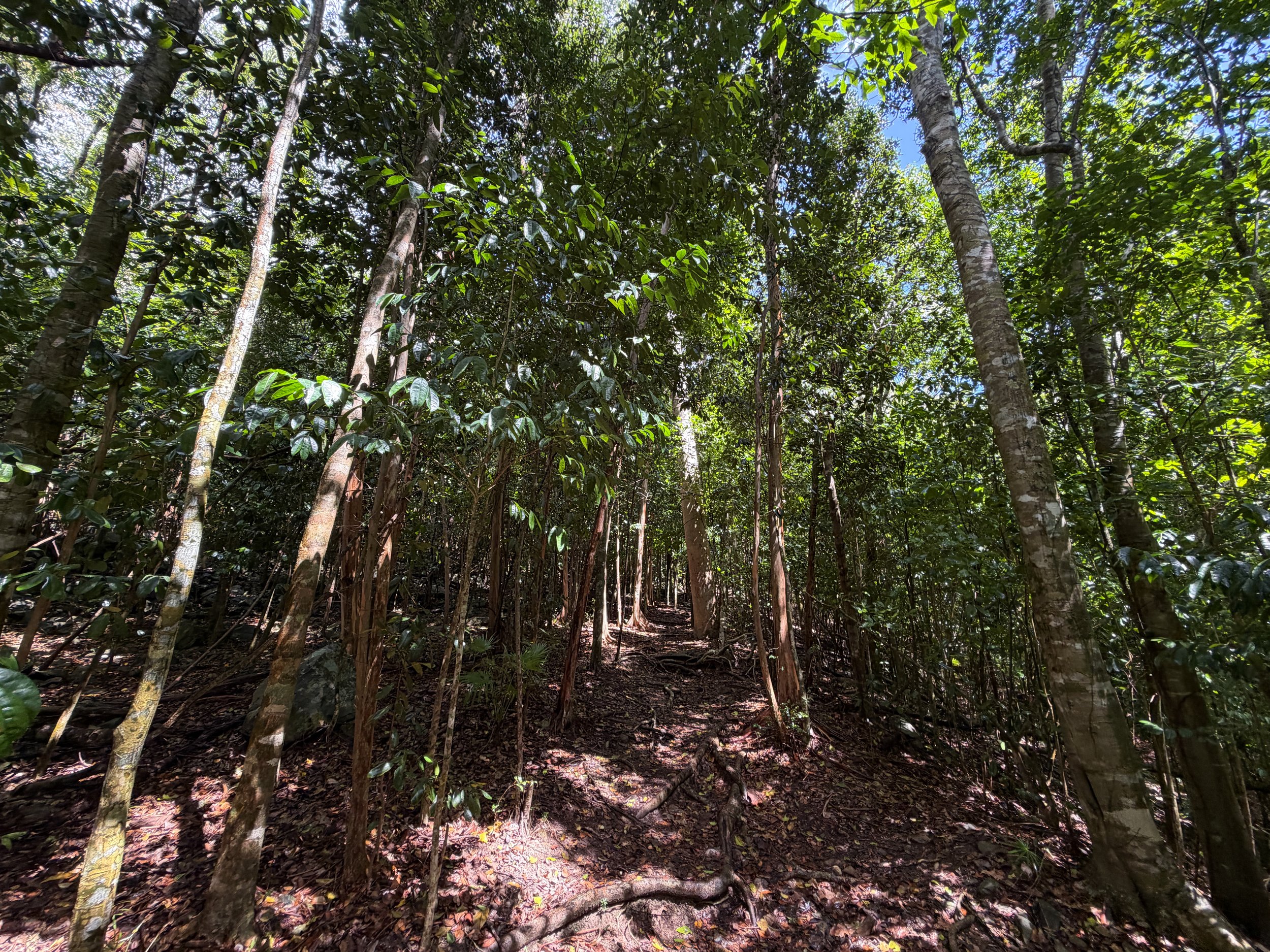 Cinnamon Bay Loop Hike Virgin Islands National Park