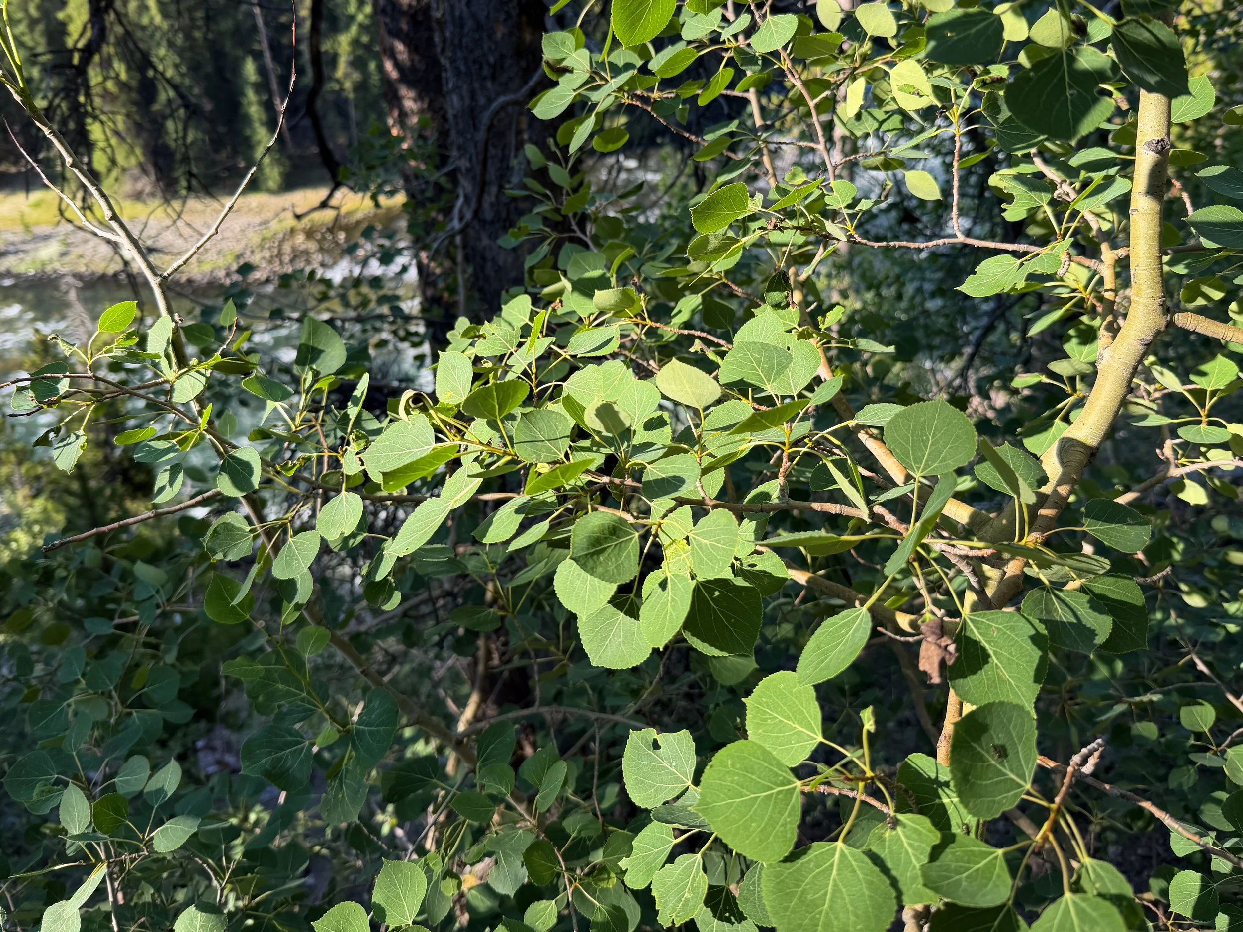 Aspen Populus tremuloides