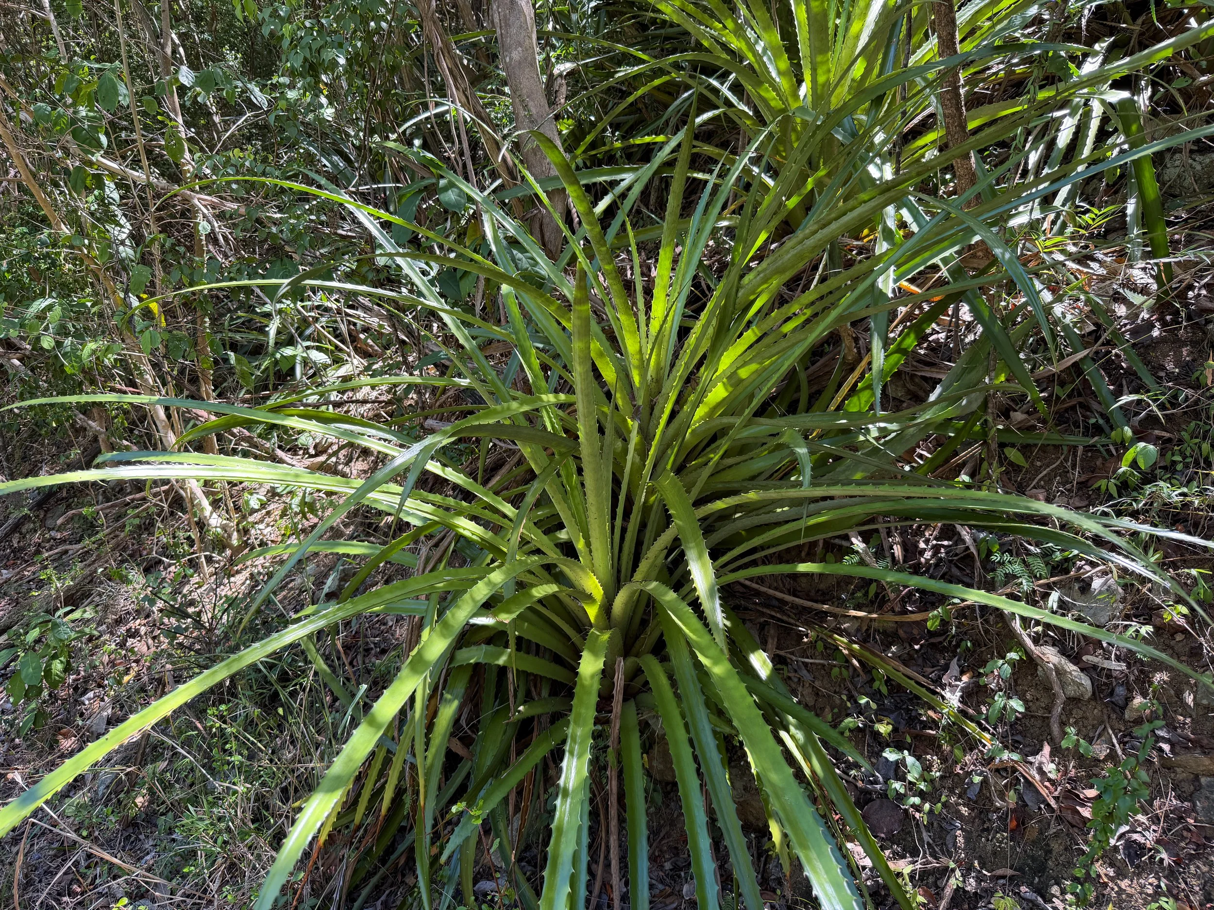 Wild Pineapple Bromelia pinguin