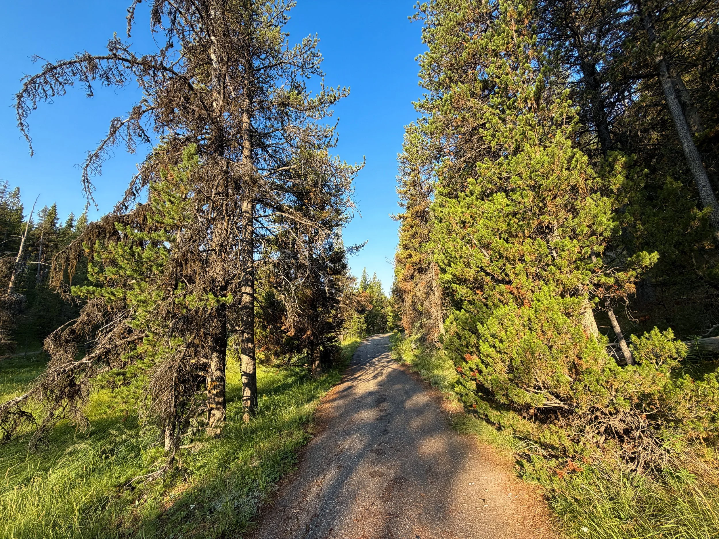 Natural Bridge Trail Yellowstone National Park Wyoming
