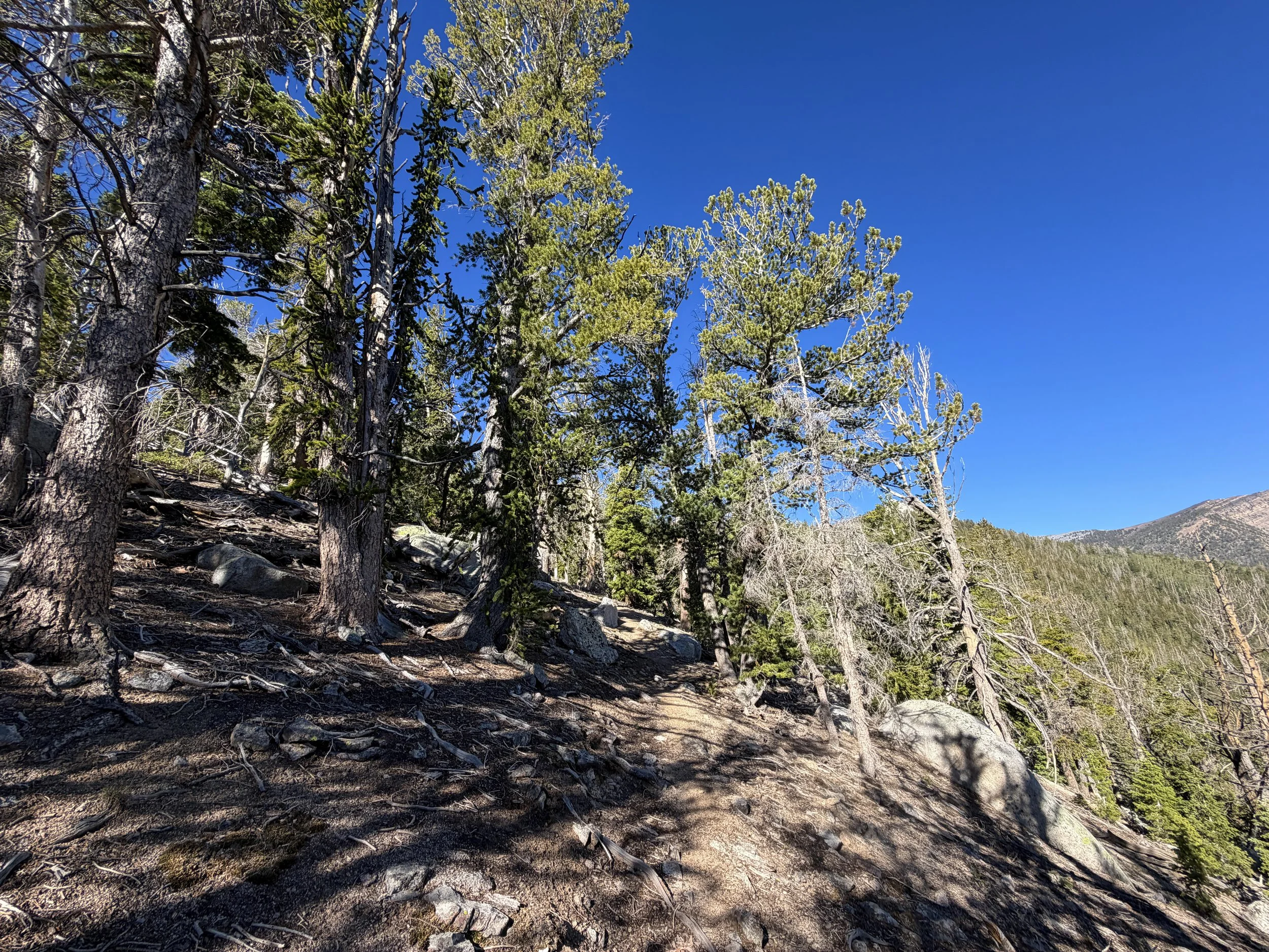 Snake Divide Trail to Mount Washington Great Basin National Park Nevada