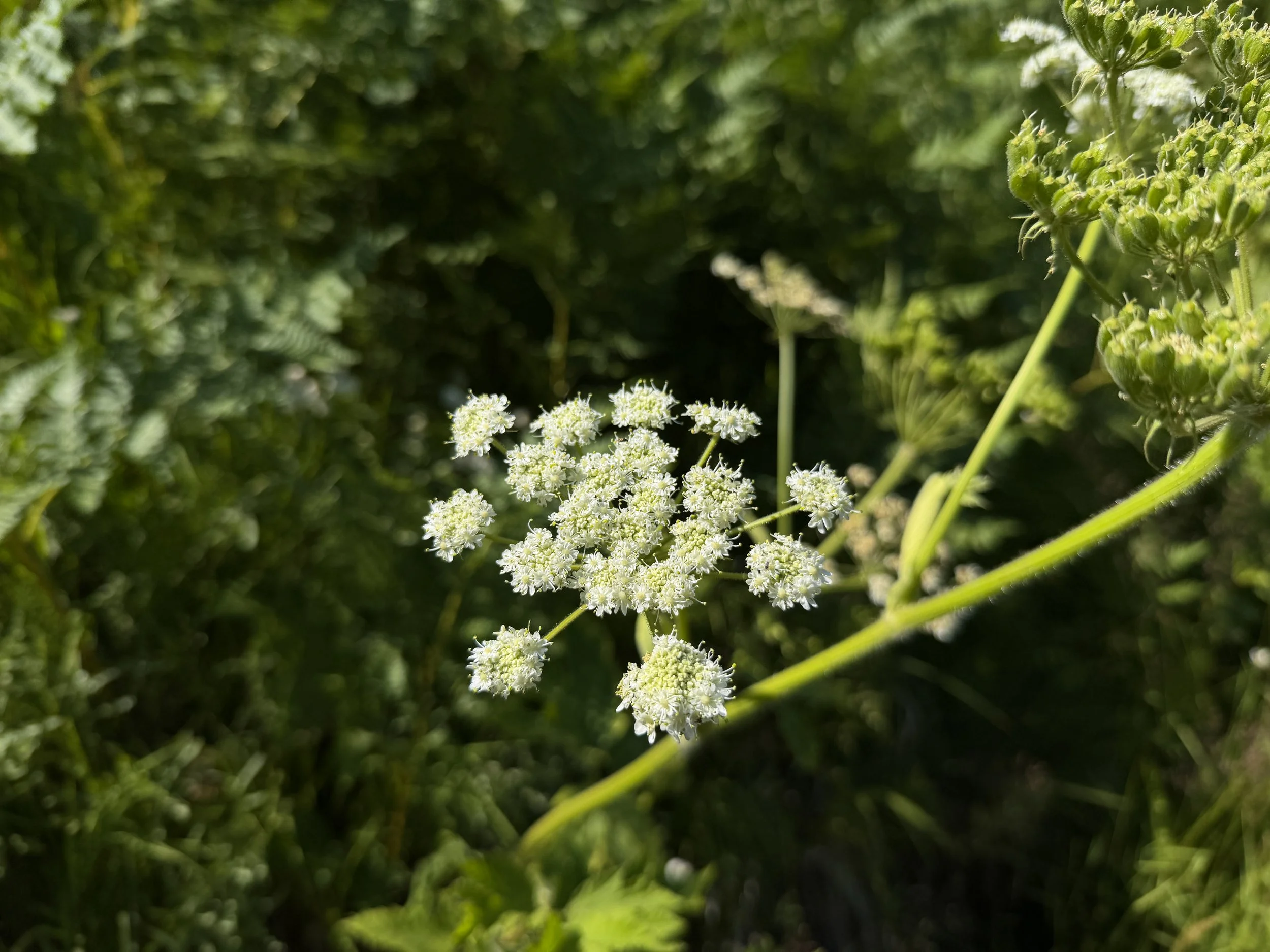 Cow Parsnip Heracleum maximum